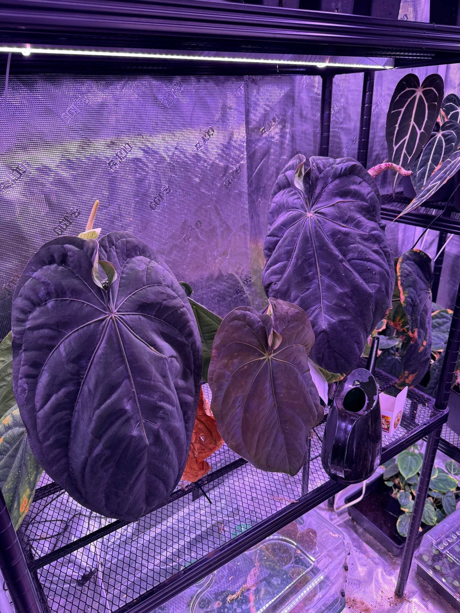 Anthurium Dressleri RG F2 ‘Dark Clone’ x Carlablackiae GPH-001 - SMUKHI