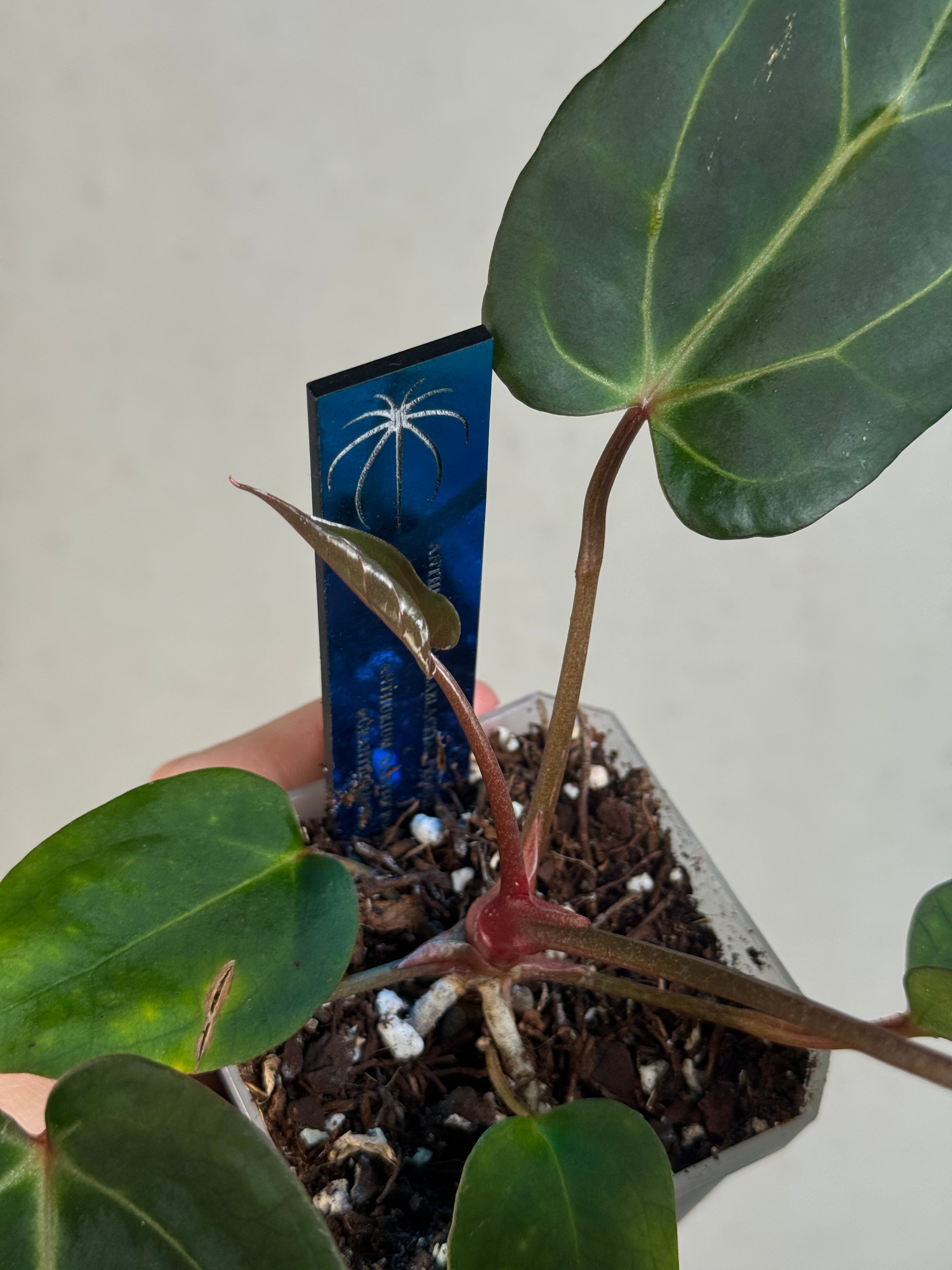 Anthurium Carlablackiae ('Round' x GPH-001) x Portillae 'Dorito'