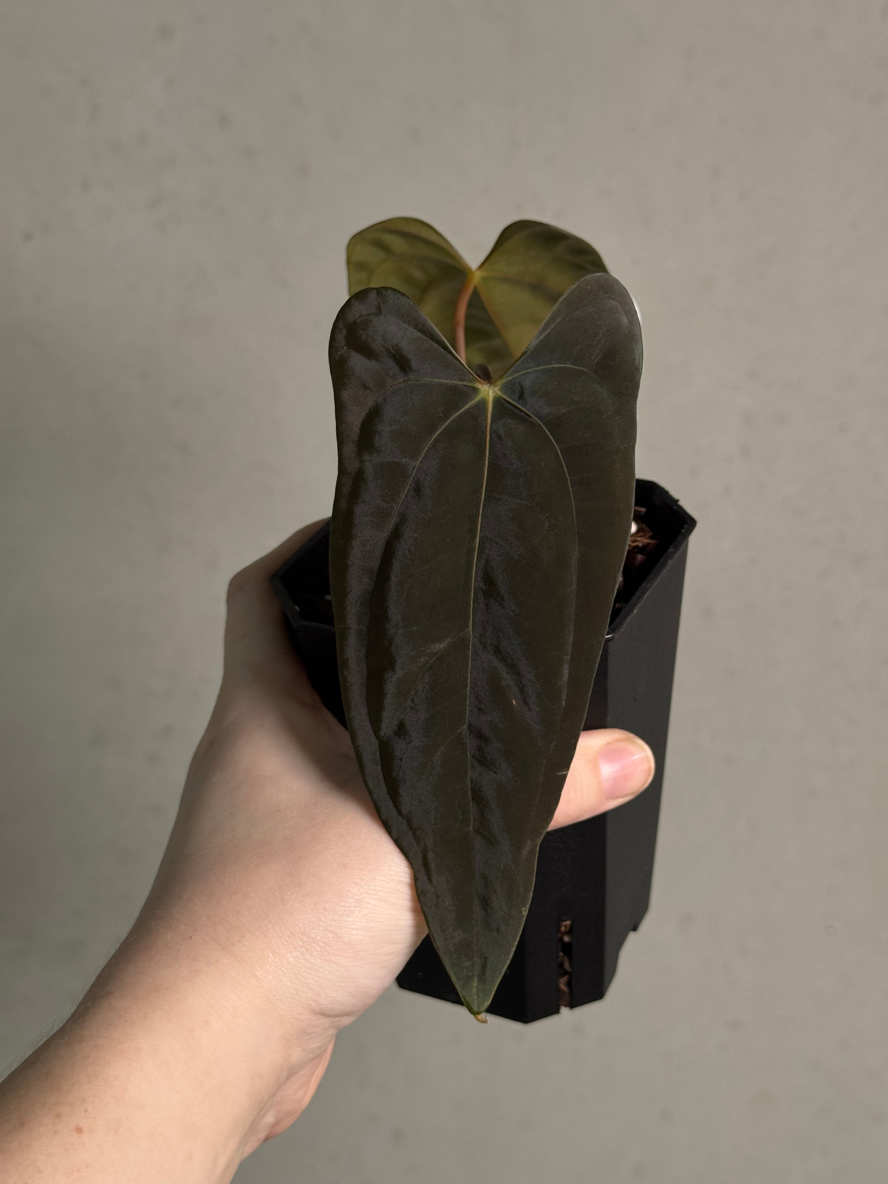 Anthurium Papillilaminum 'Marie' x FSxRL 'Grim Reaper' - Clone - SMUKHI