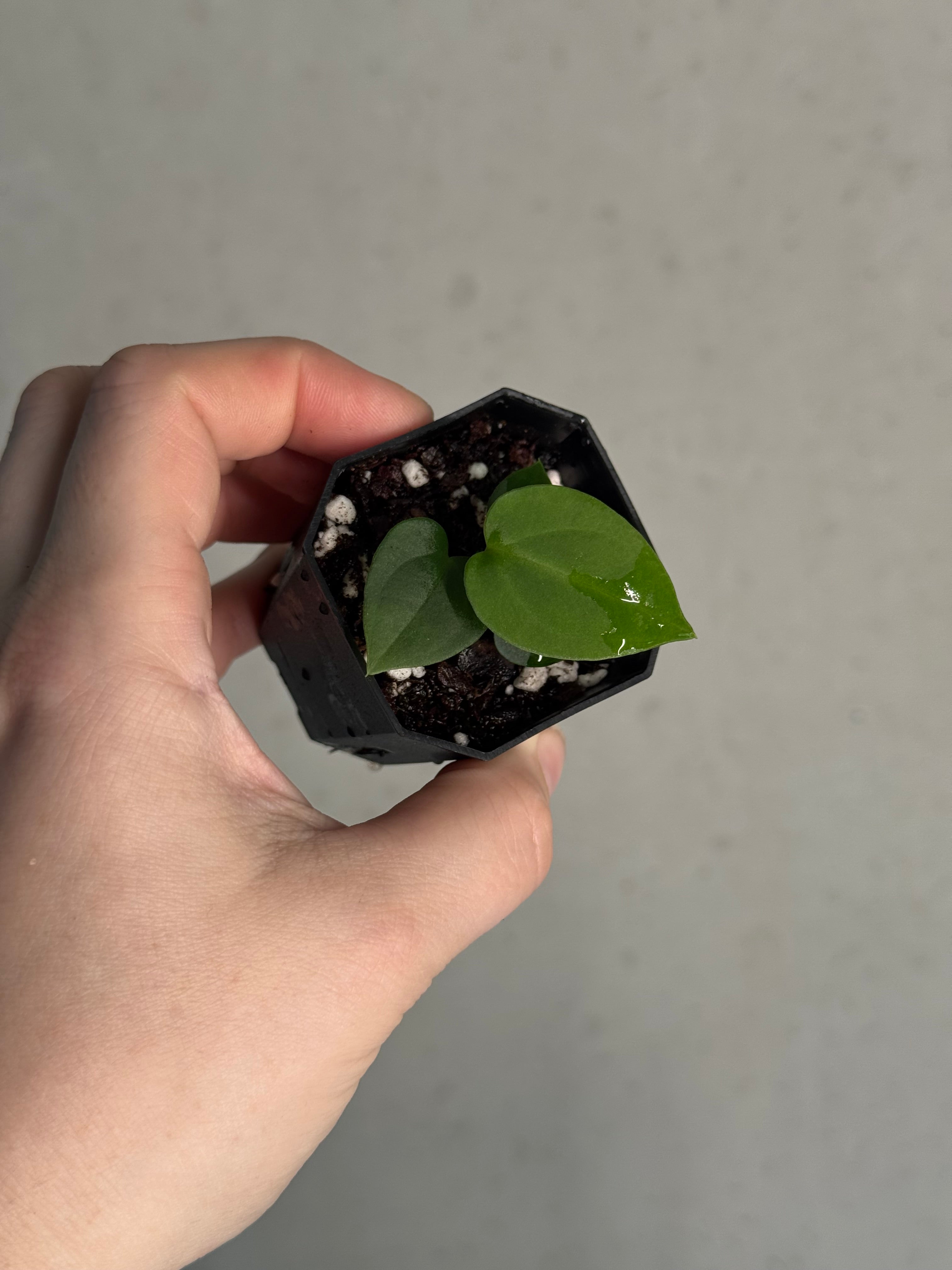 Anthurium BVEP ('Round' x RA1) x (Dark Phoenix x Blue Papillilaminum)