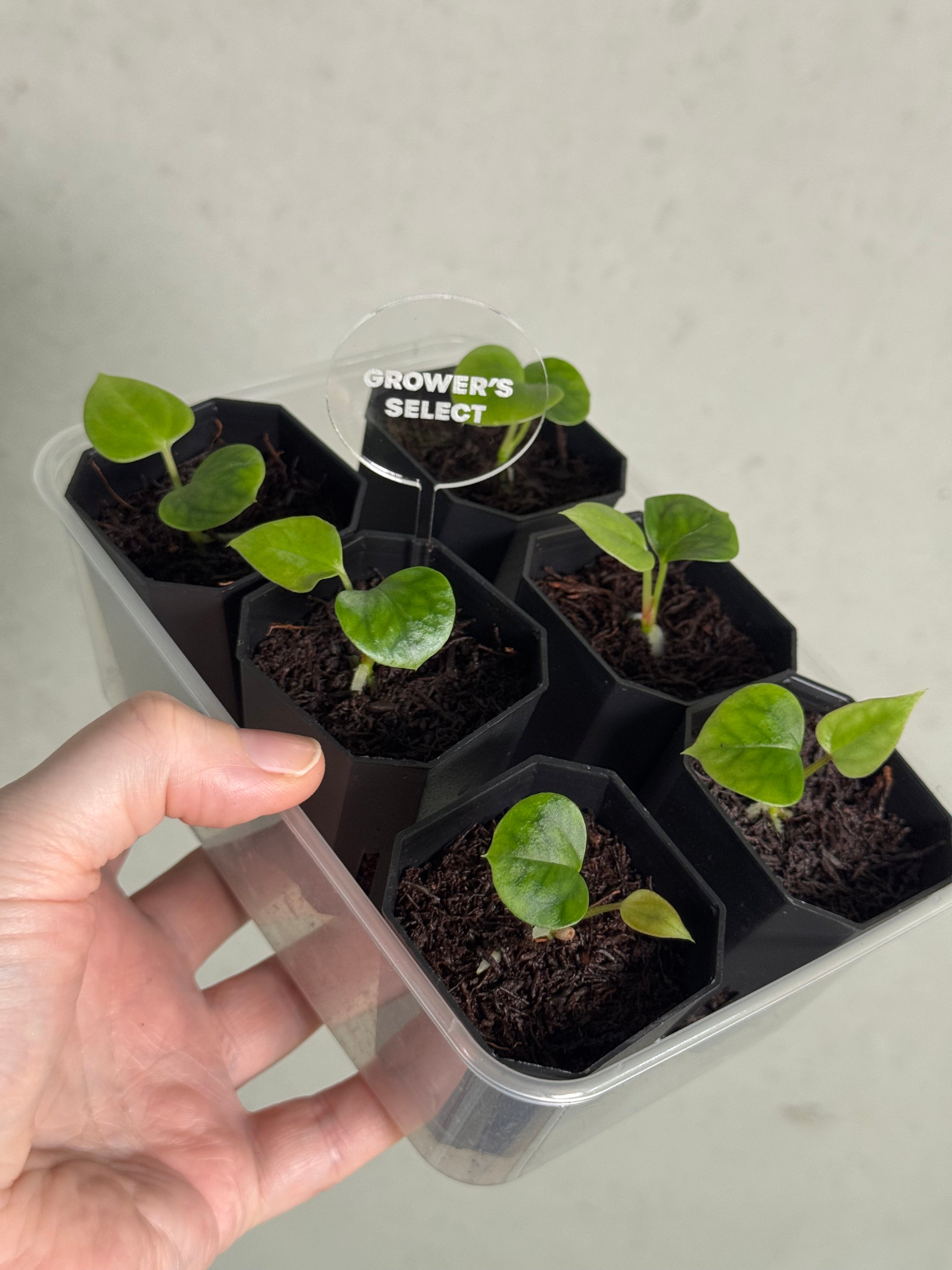 Anthurium (Dark Phoenix x Goliath) x (sp. Napo x Luxurians) - SMUKHI