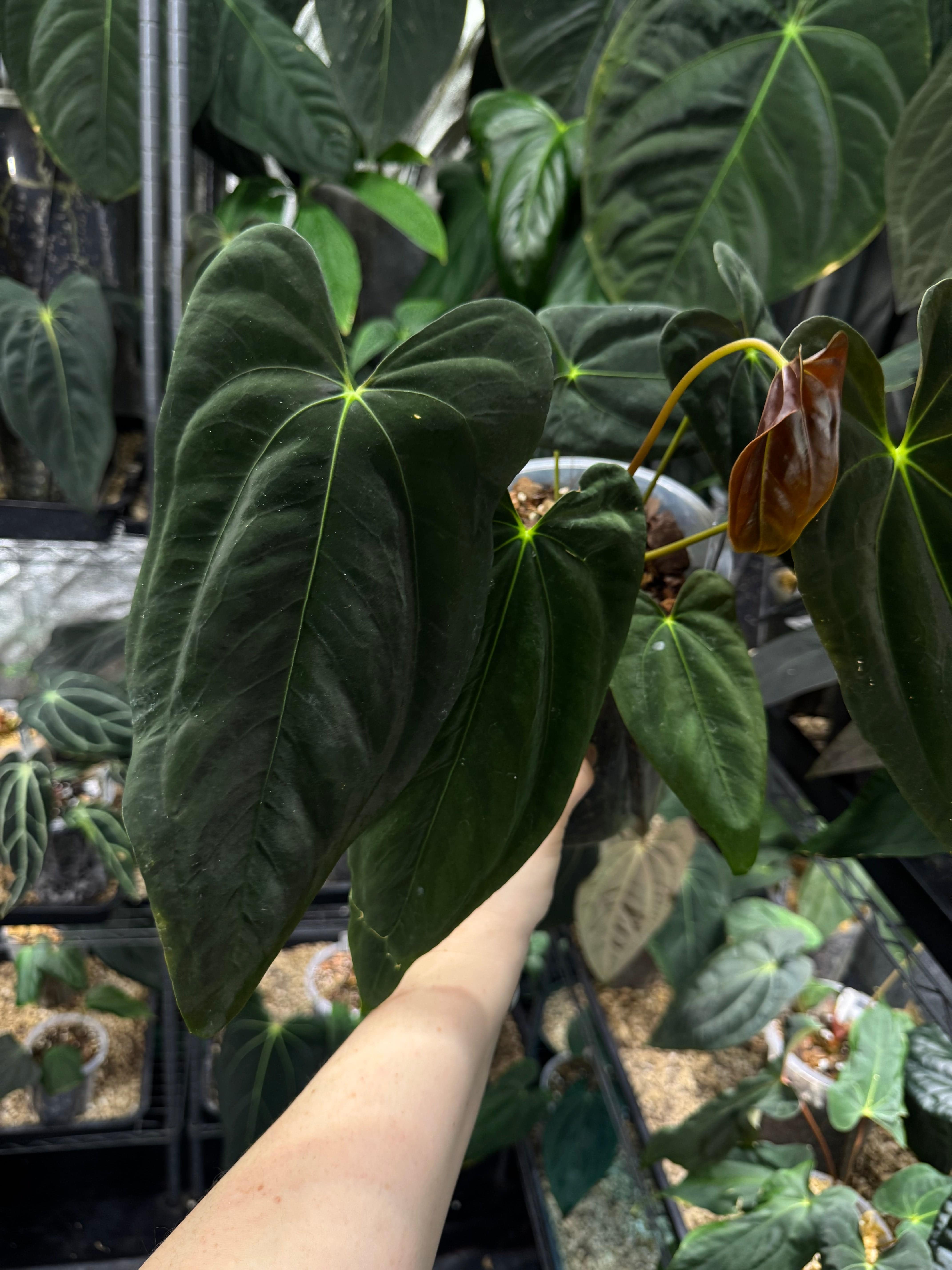 NFS: Anthurium FSxRL ‘Grim Reaper’ x Papillilaminum RA6 - SMUKHI