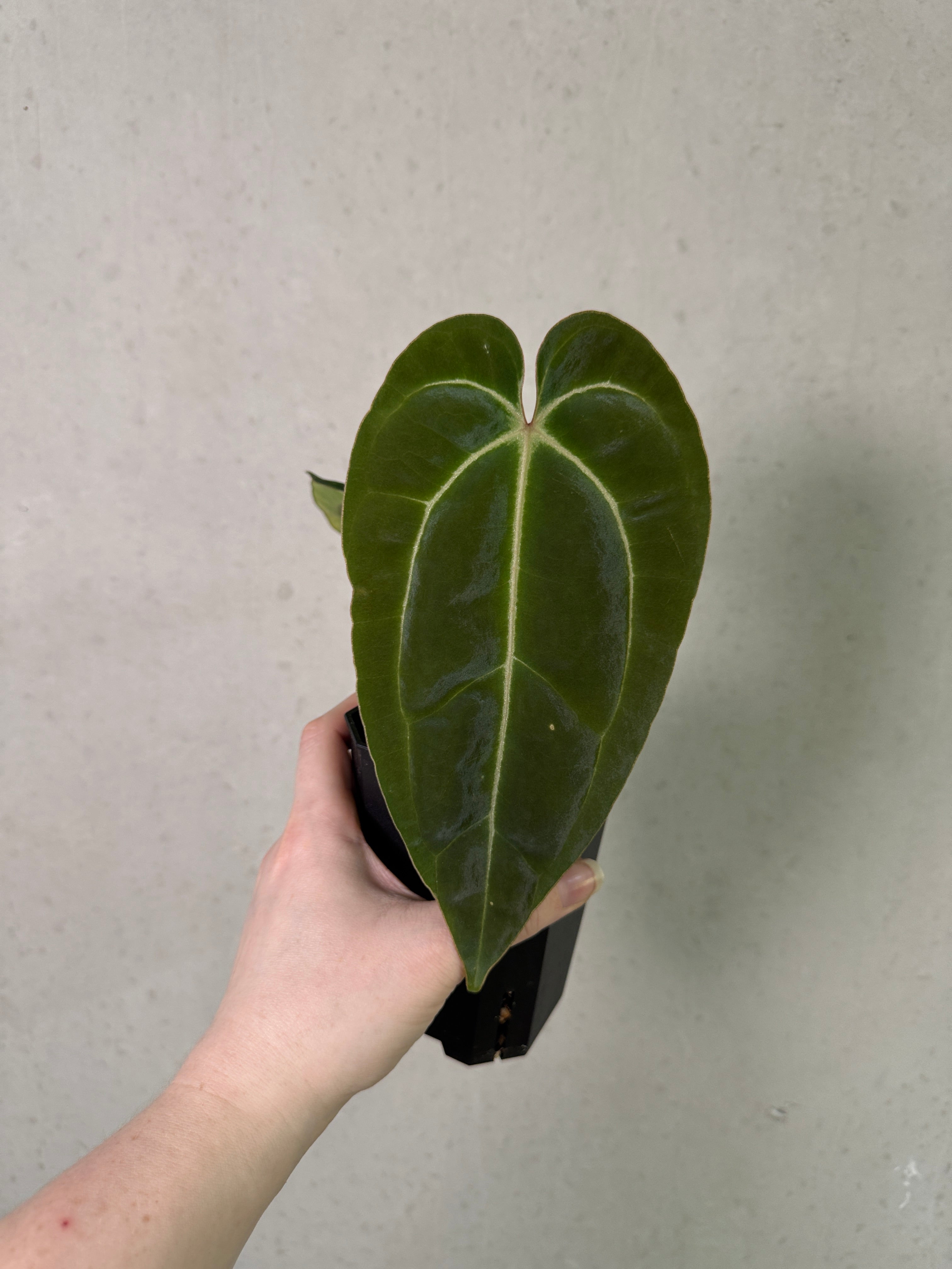 Anthurium Besseae aff ‘Narrow’ x ‘Stripey Mag’