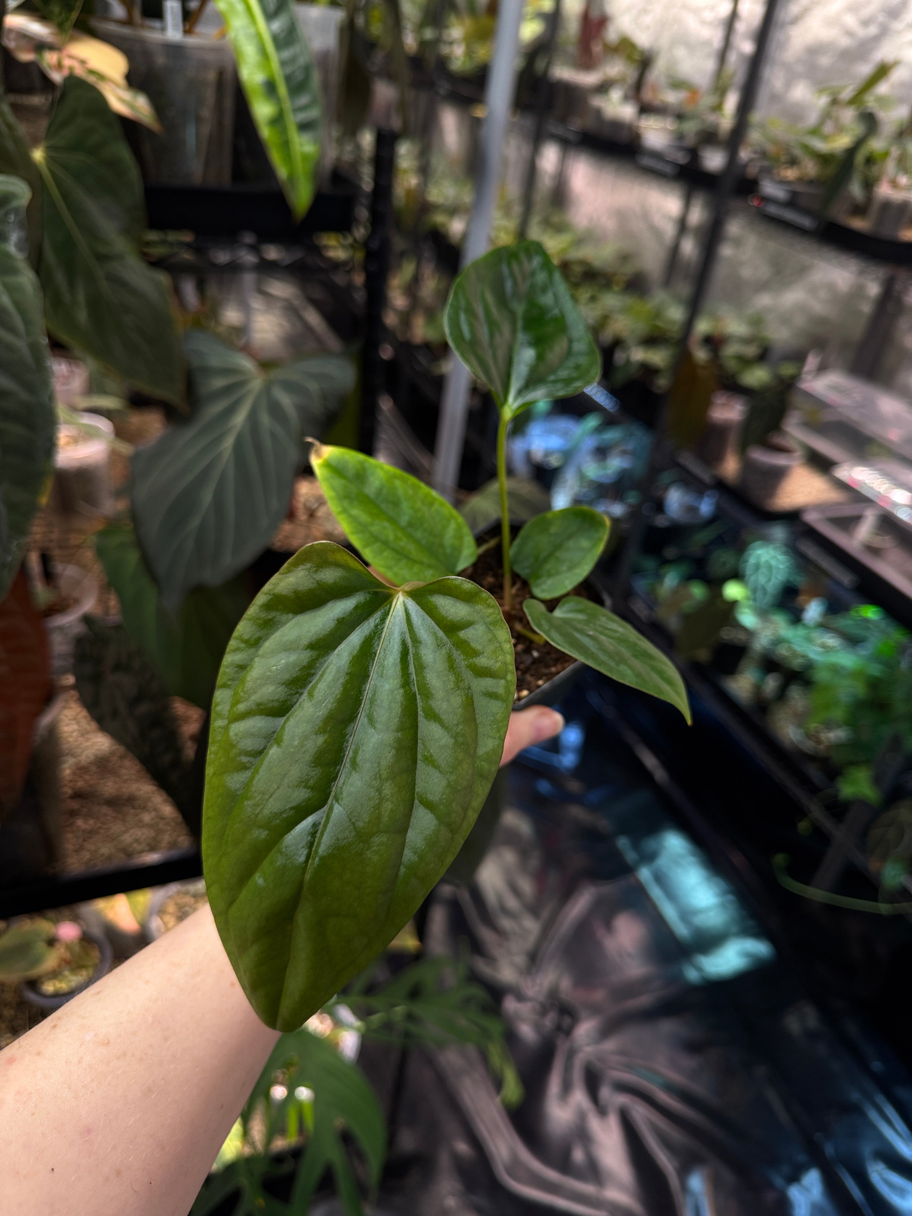 Anthurium Mr. Worldwide x Debile