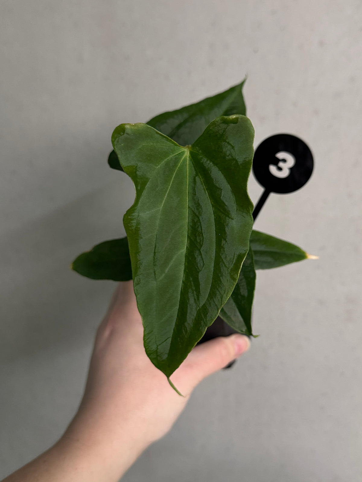 Crystallinaminum Anthurium FSxRL 'Shadow Reaper' x 'Grim Reaper' plant with dark, glossy leaves and vibrant spathes.