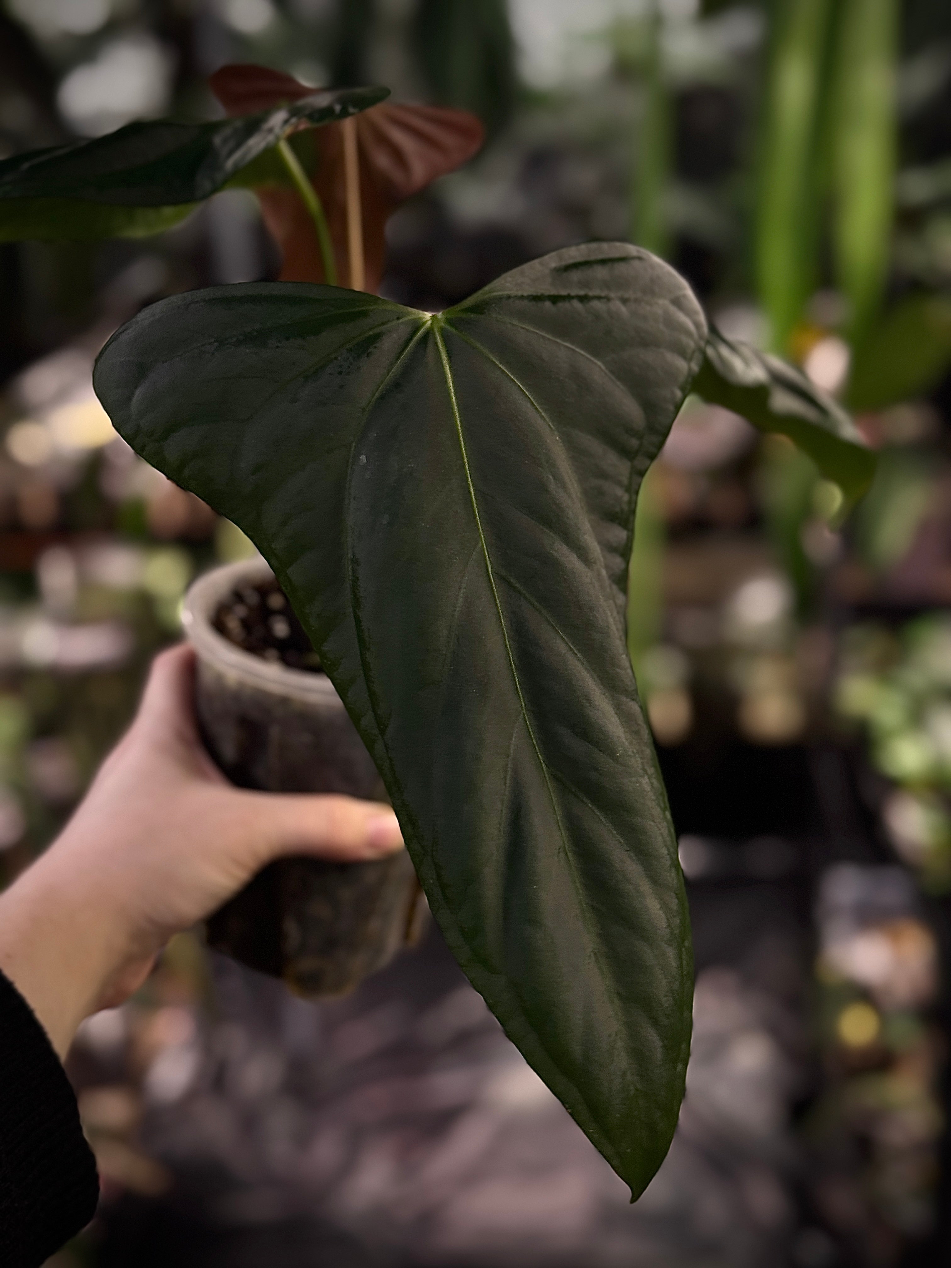 NFS: Anthurium Indo Portillae - SMUKHI