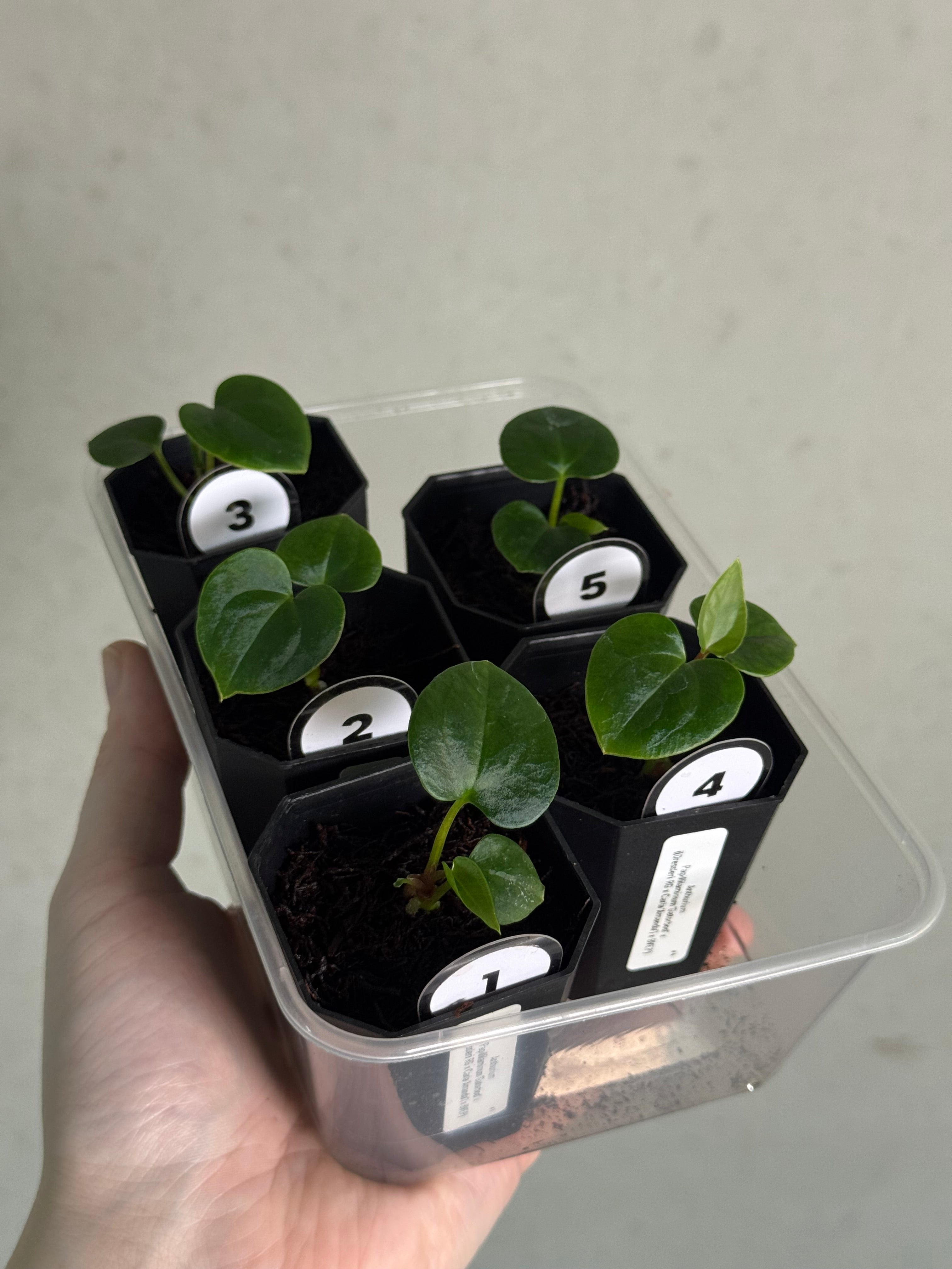 Anthurium Papillilaminum ‘Gatorbod’ x ((Dressleri RG x Carlablackiae ‘Amanda’) x BVEP) - SMUKHI