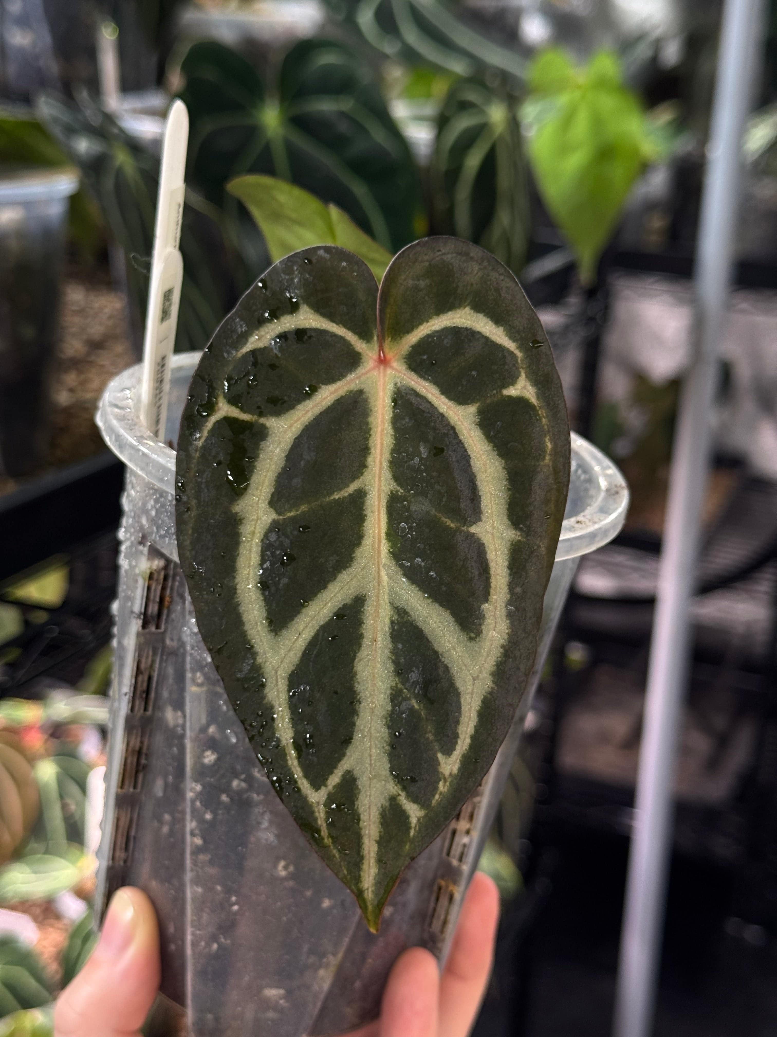 その他観葉植物 Anthurium Carlablackiae 🌱Anthurium carlablackiae について🌱｜acu_s_forest