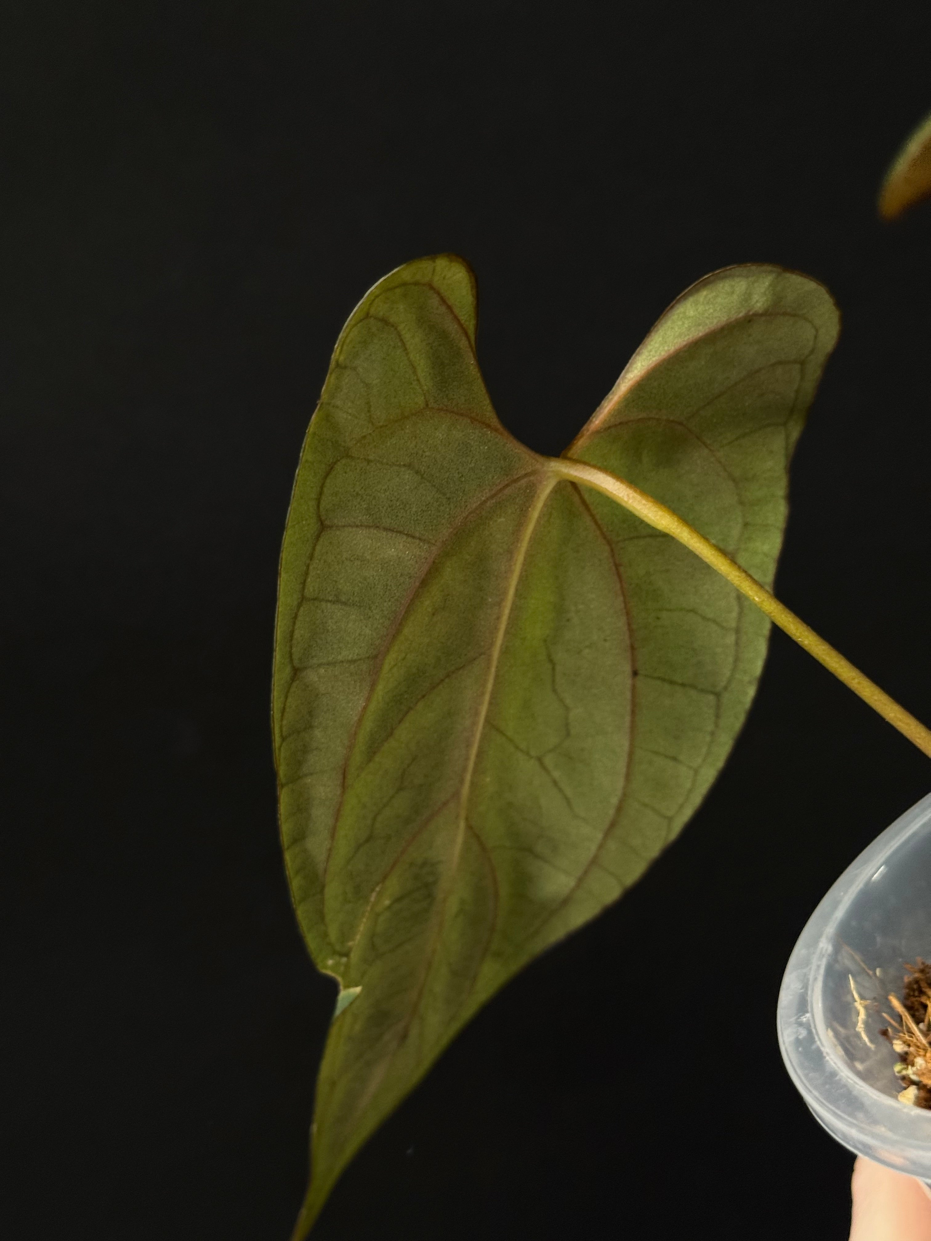 Anthurium NSE Portillae x RLxFS
