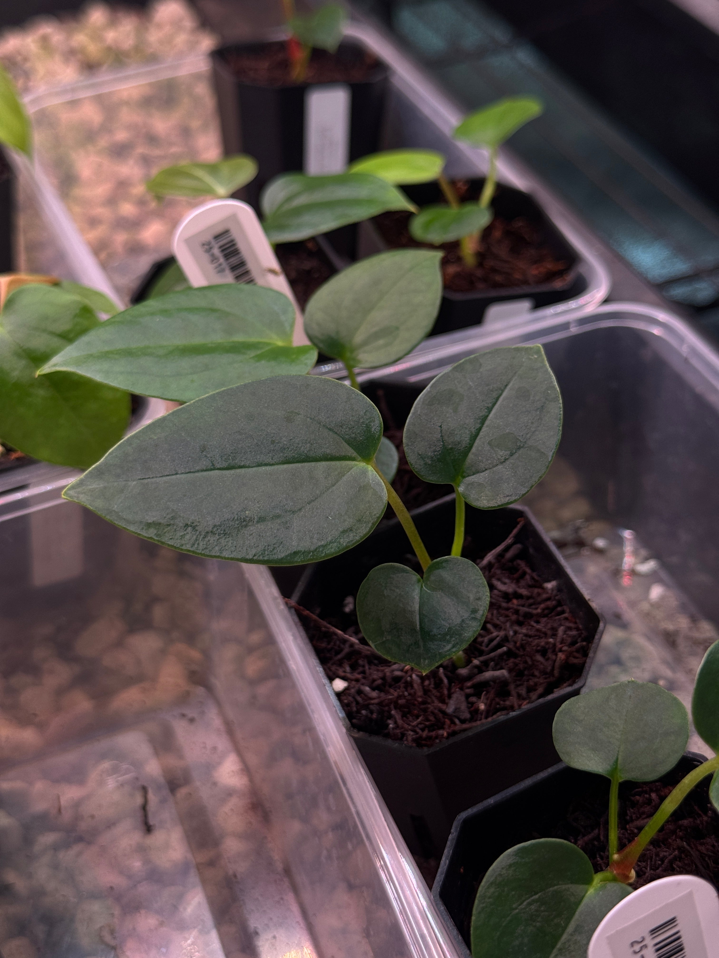 Anthurium (Fort Sherman x self) x (NSE Carlablackiae x)