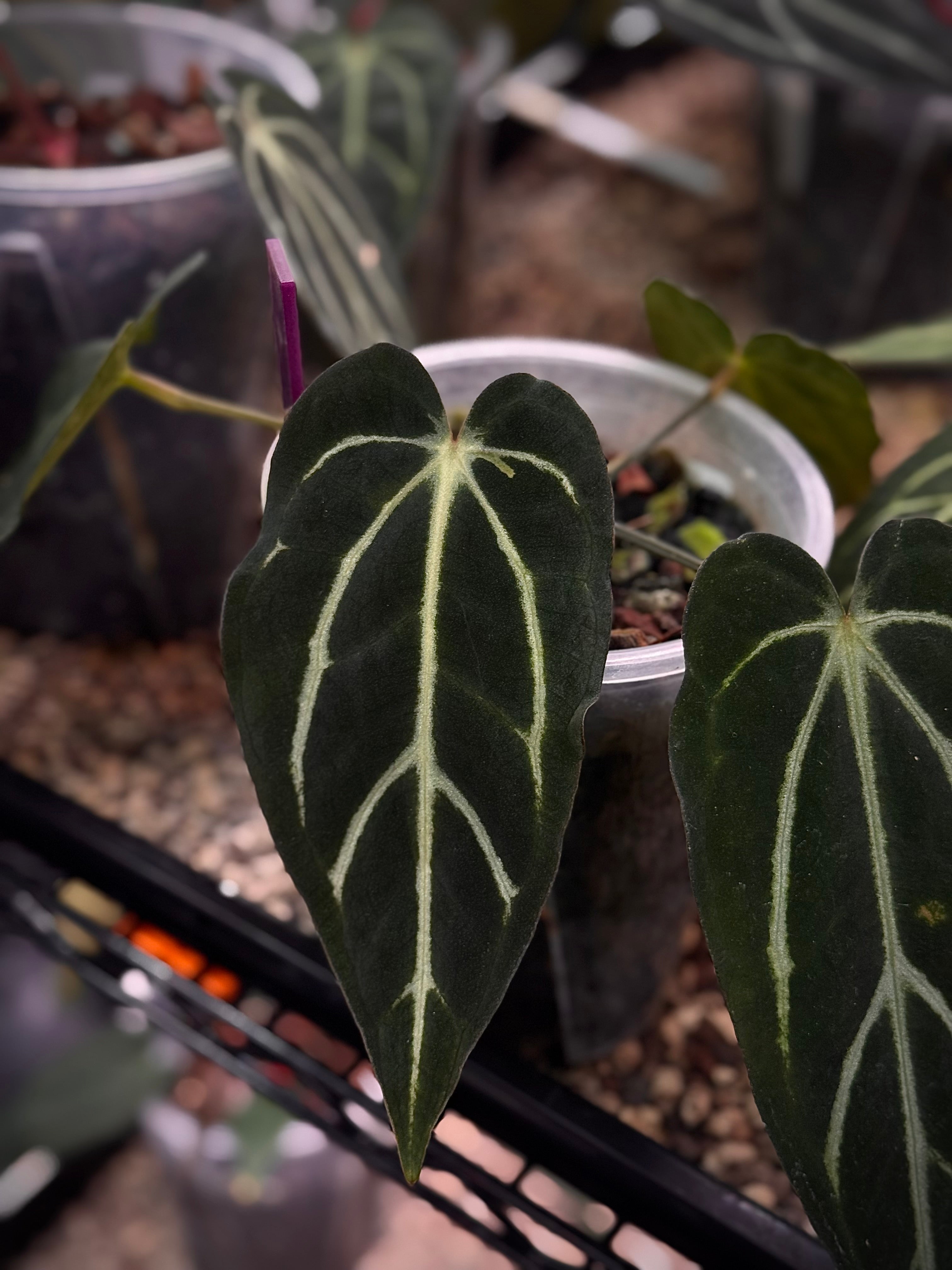 NFS: Anthurium Carlablackiae 'Round' x GPH-001