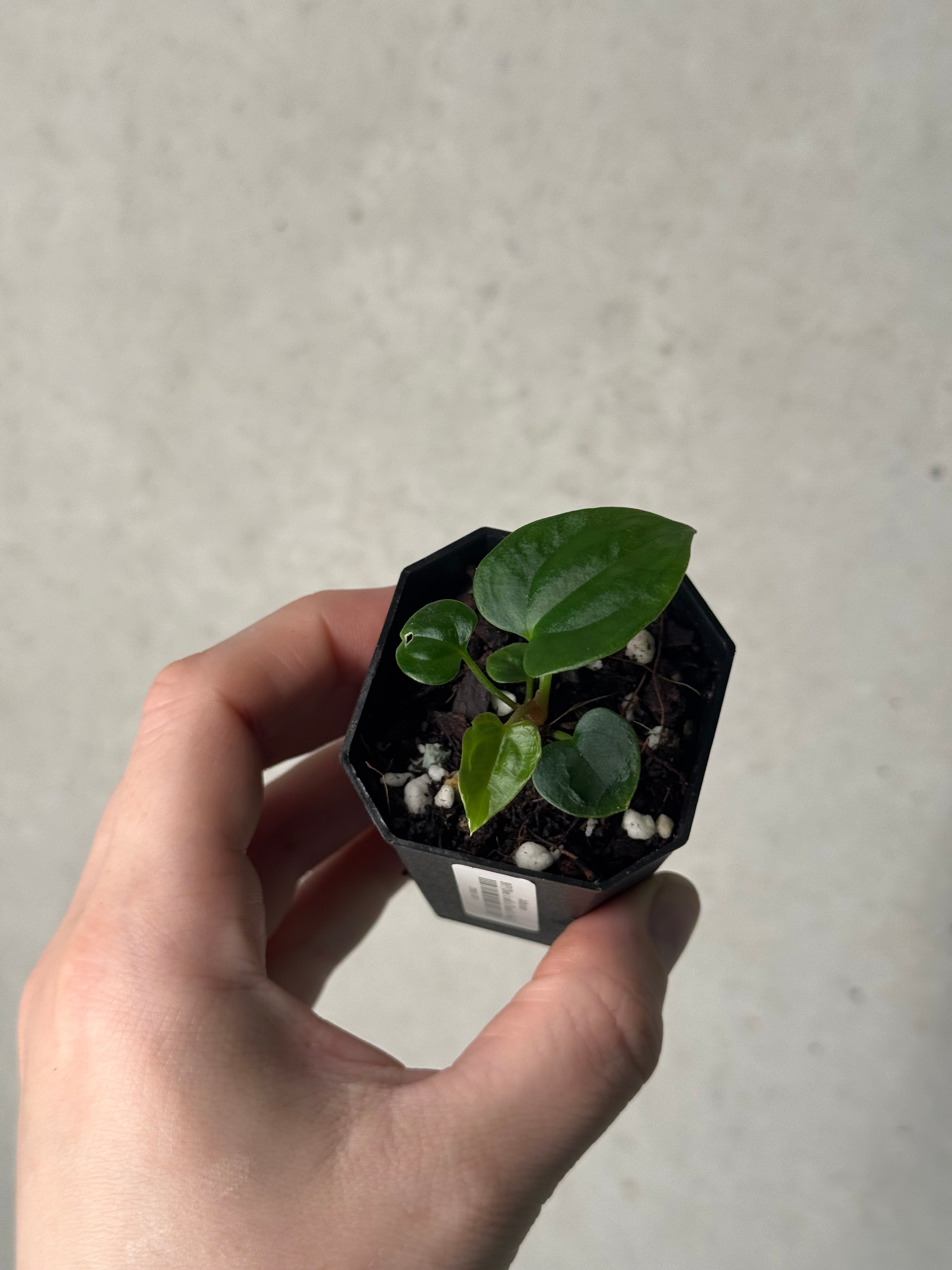Anthurium BVEP ('Oliver' x self) x ('Round' x 'Felix')