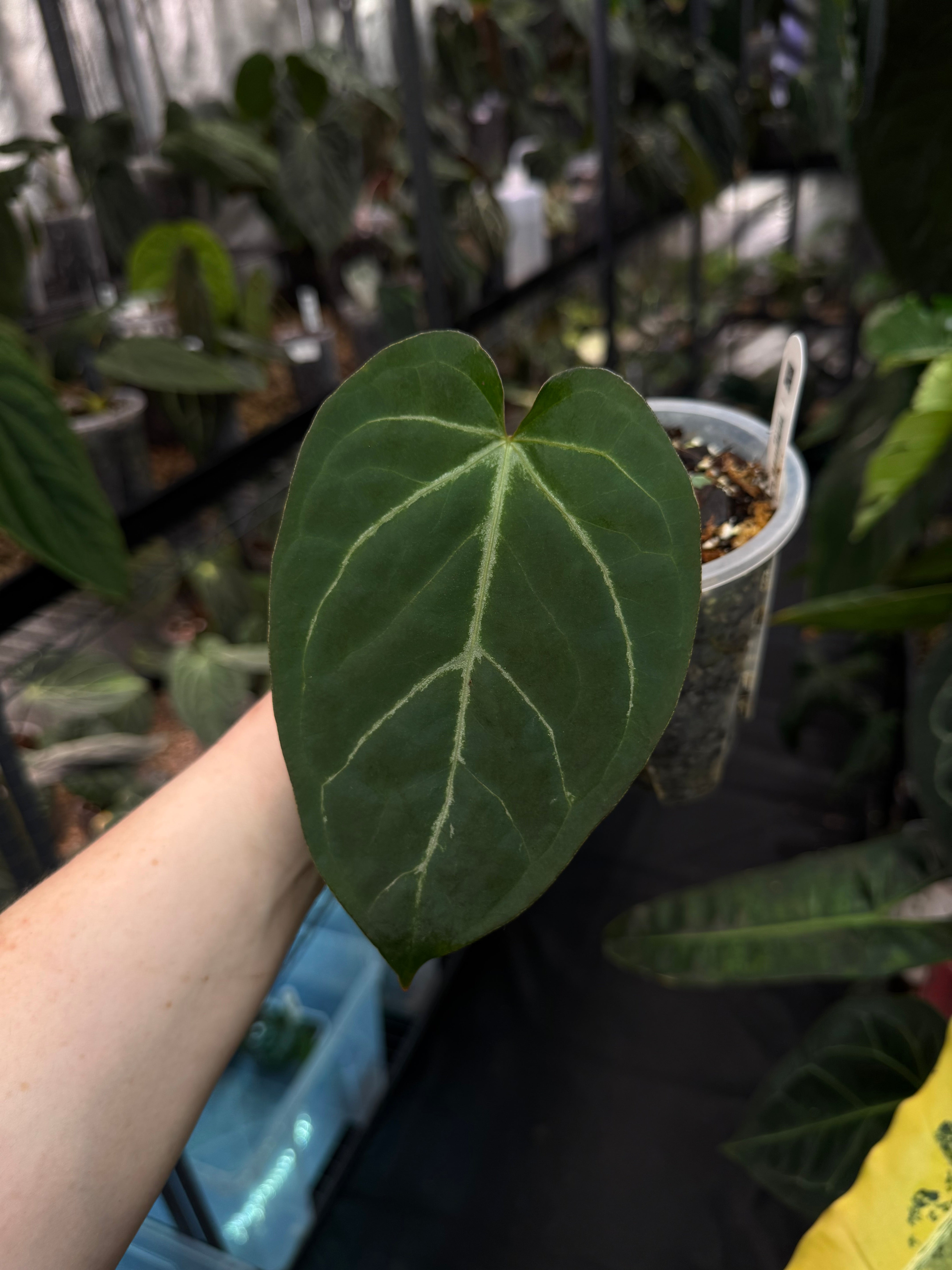 Anthurium Magnificum ‘Norte’