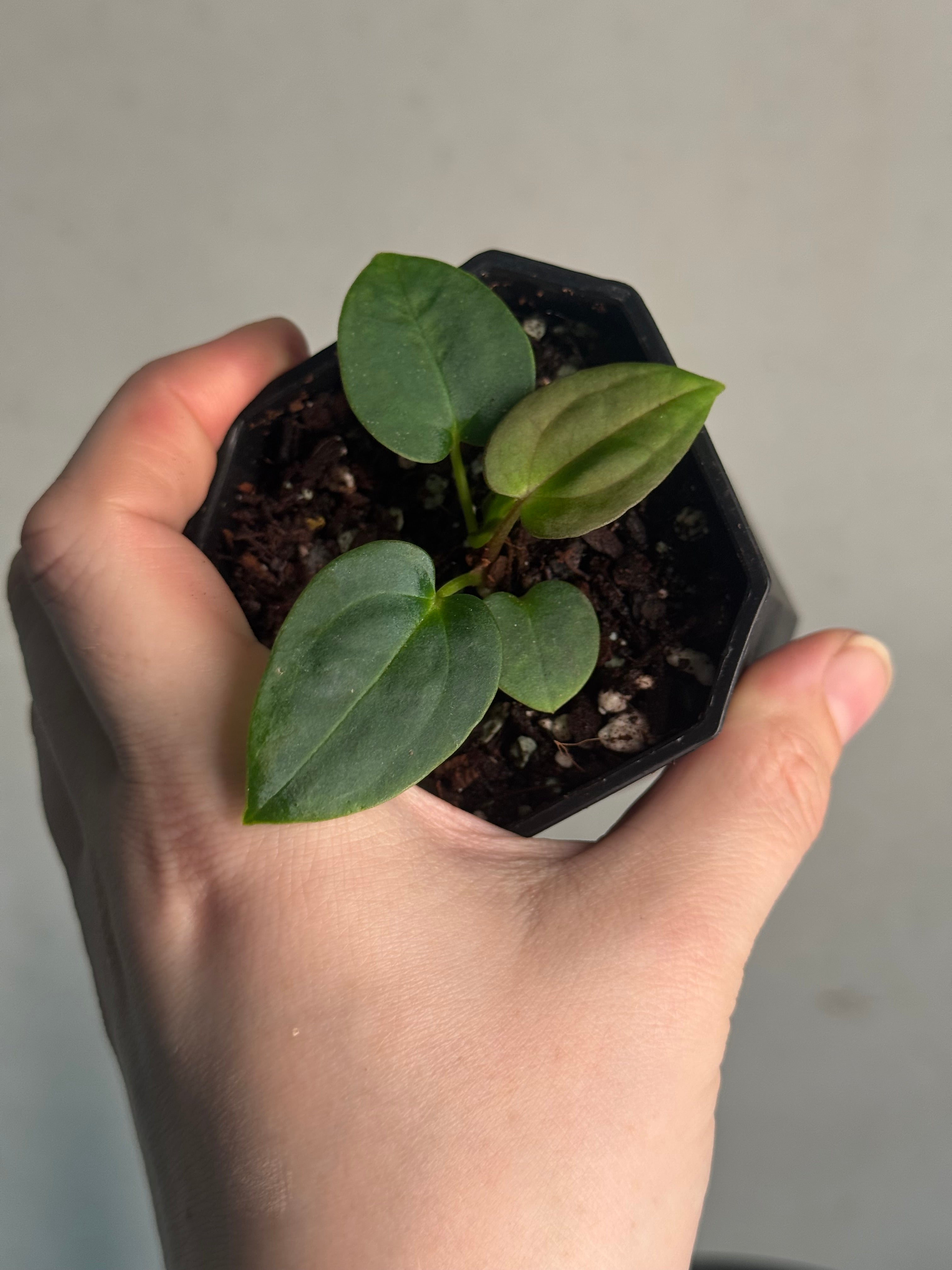 Anthurium Carlablackiae (A2 x RA7) x open