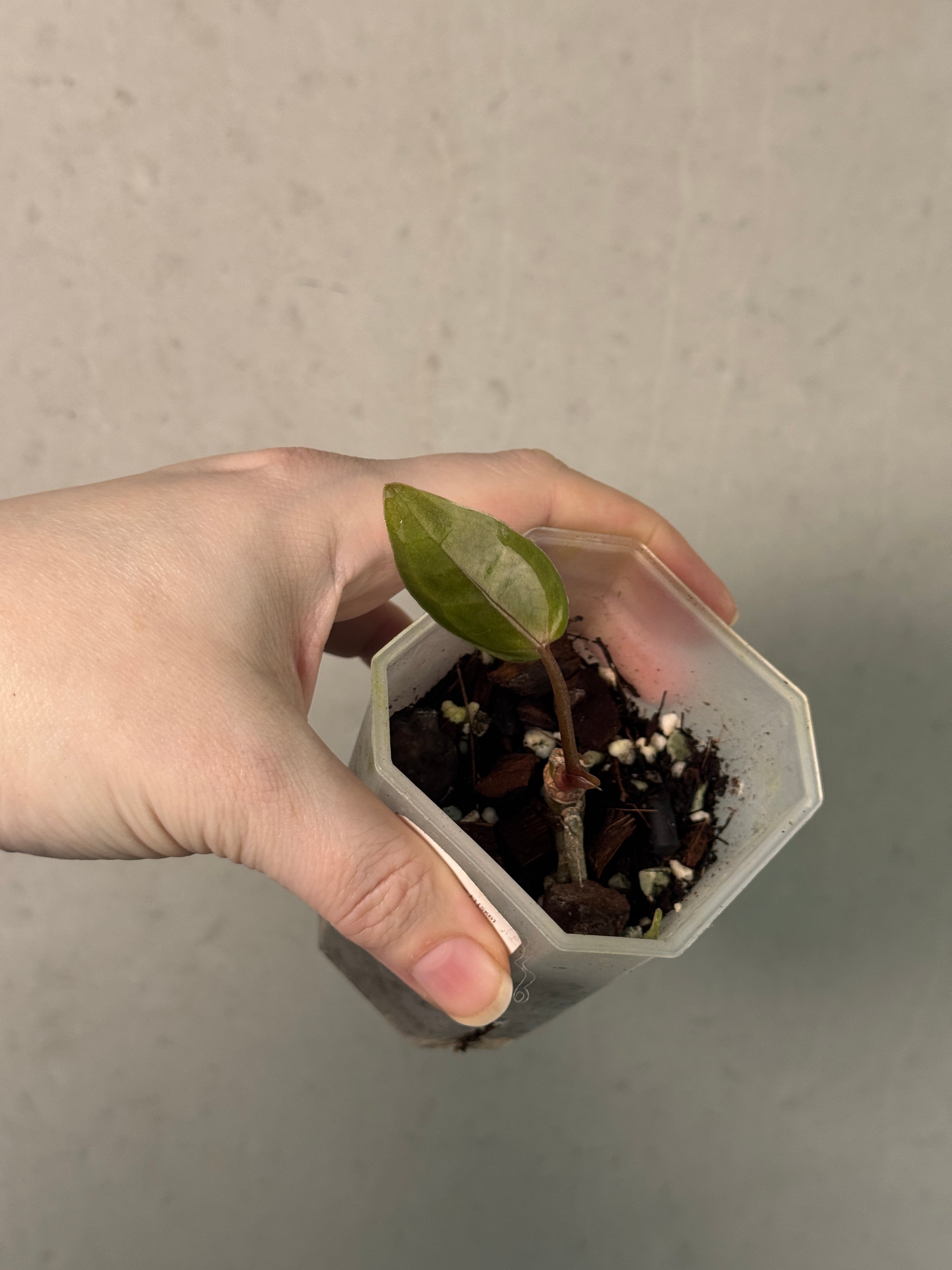 Anthurium Ace of Spades Dark Form F1 (SKG) - Clone - SMUKHI