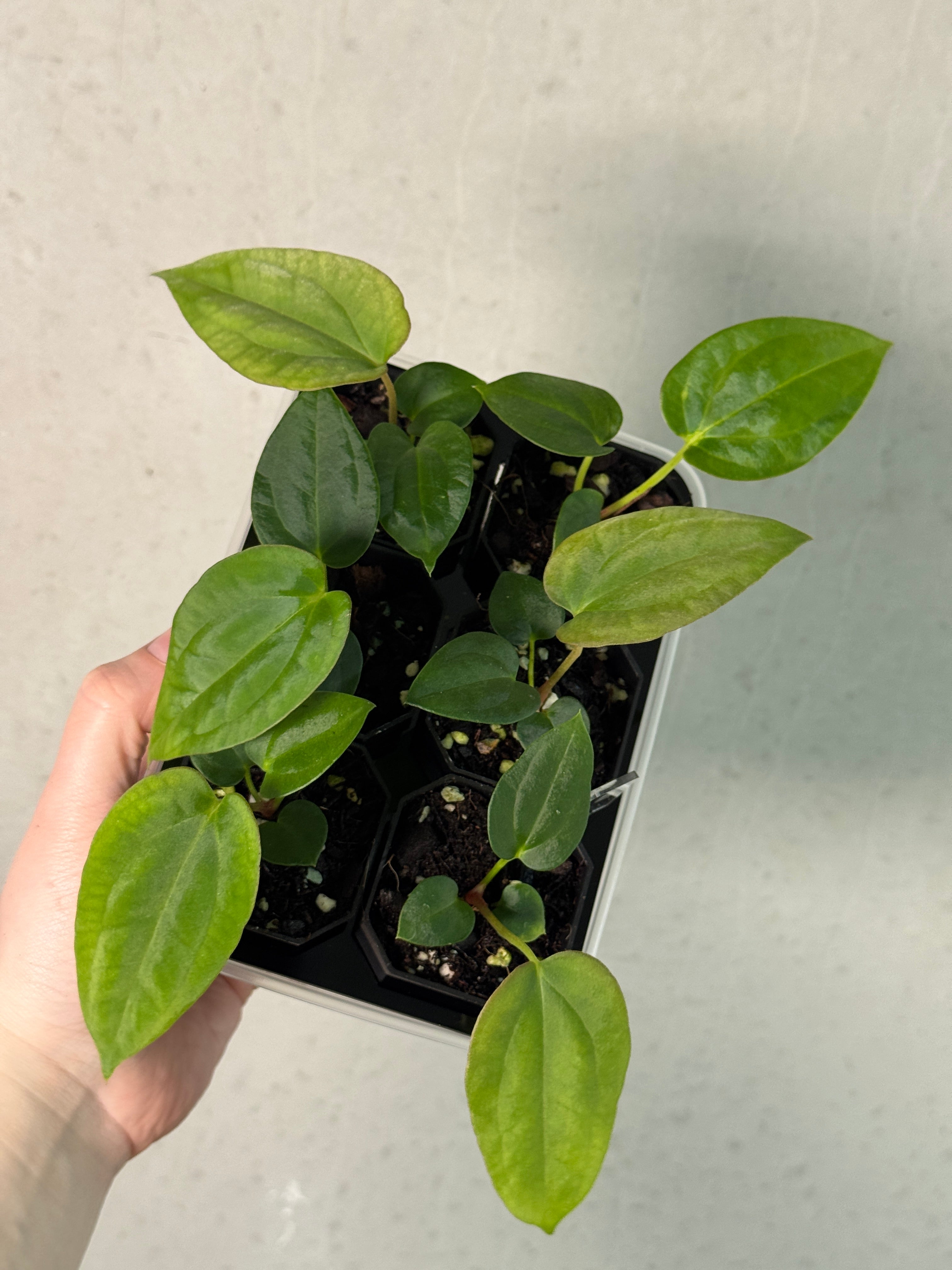 Anthurium Papillilaminum Ree Gardens x BVEP (‘Round’ x RA1)