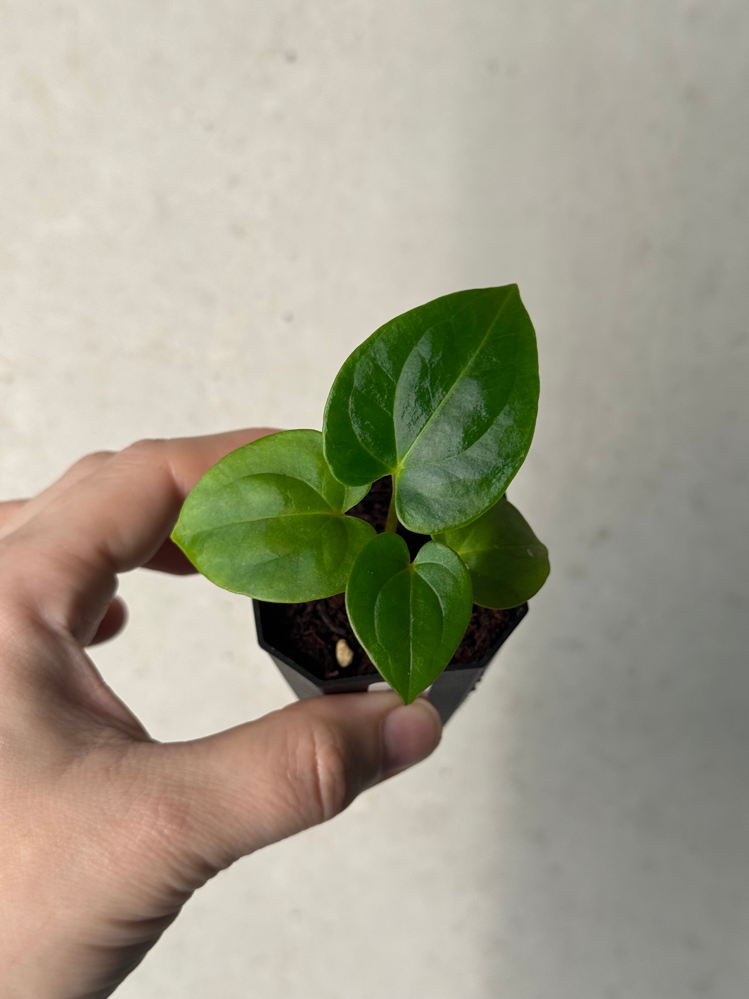 Anthurium (Ralph Lynam x Dressleri RG) x (Carlablackiae A1 x self)