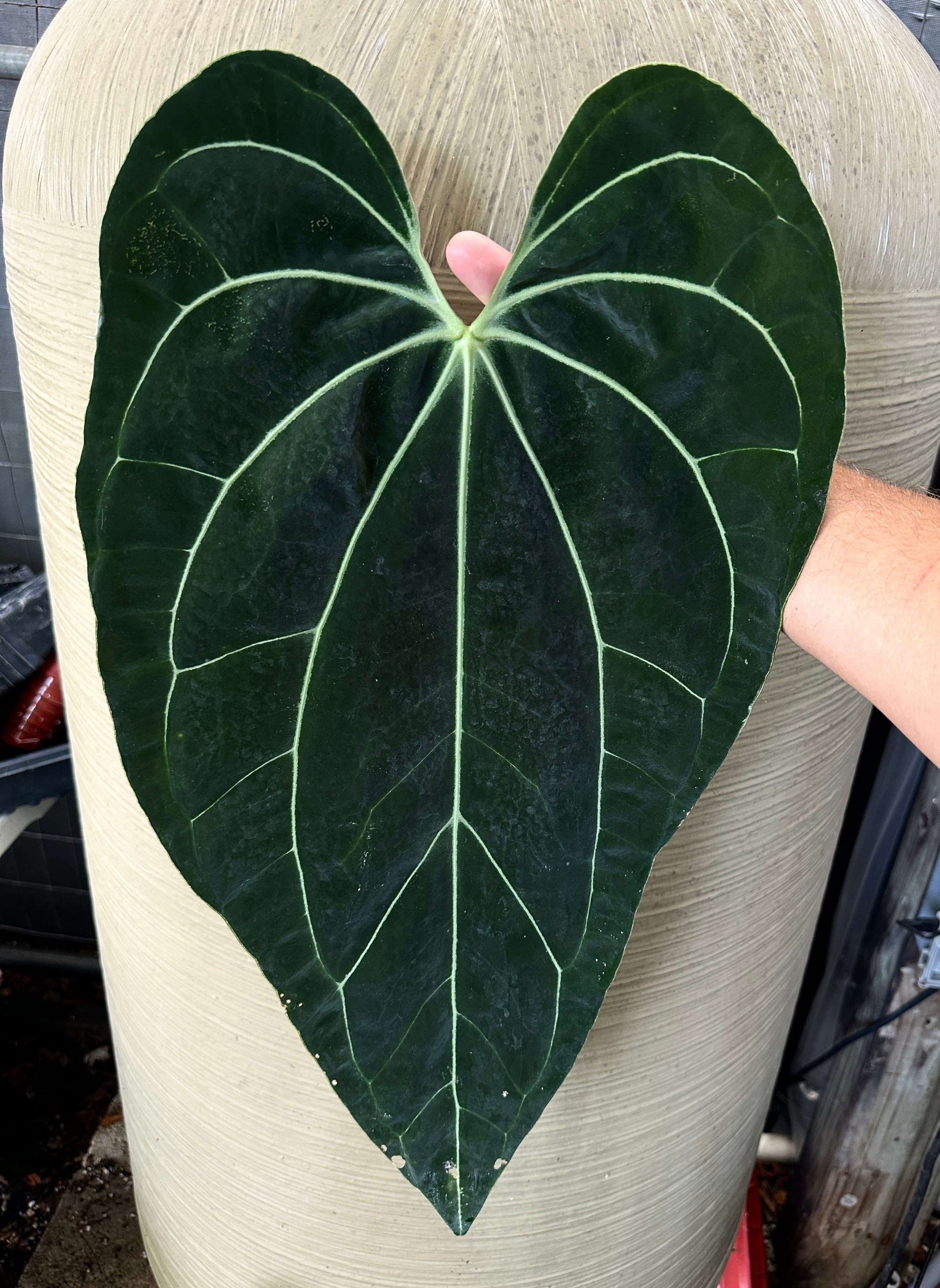Anthurium Besseae aff ‘Narrow’ x ‘Stripey Mag’