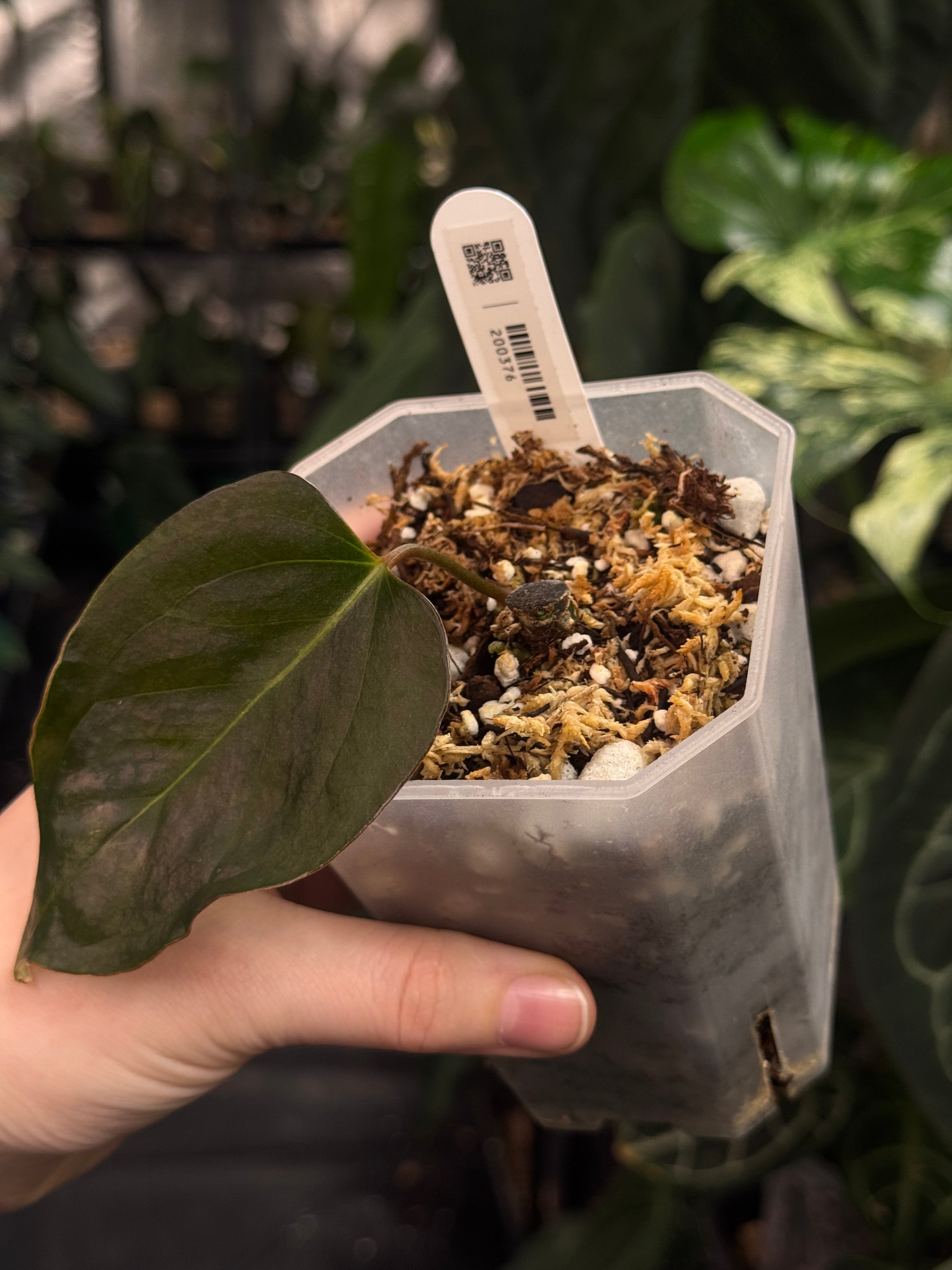 Anthurium Indo Portillae XDF x Indo Portillae - Clone