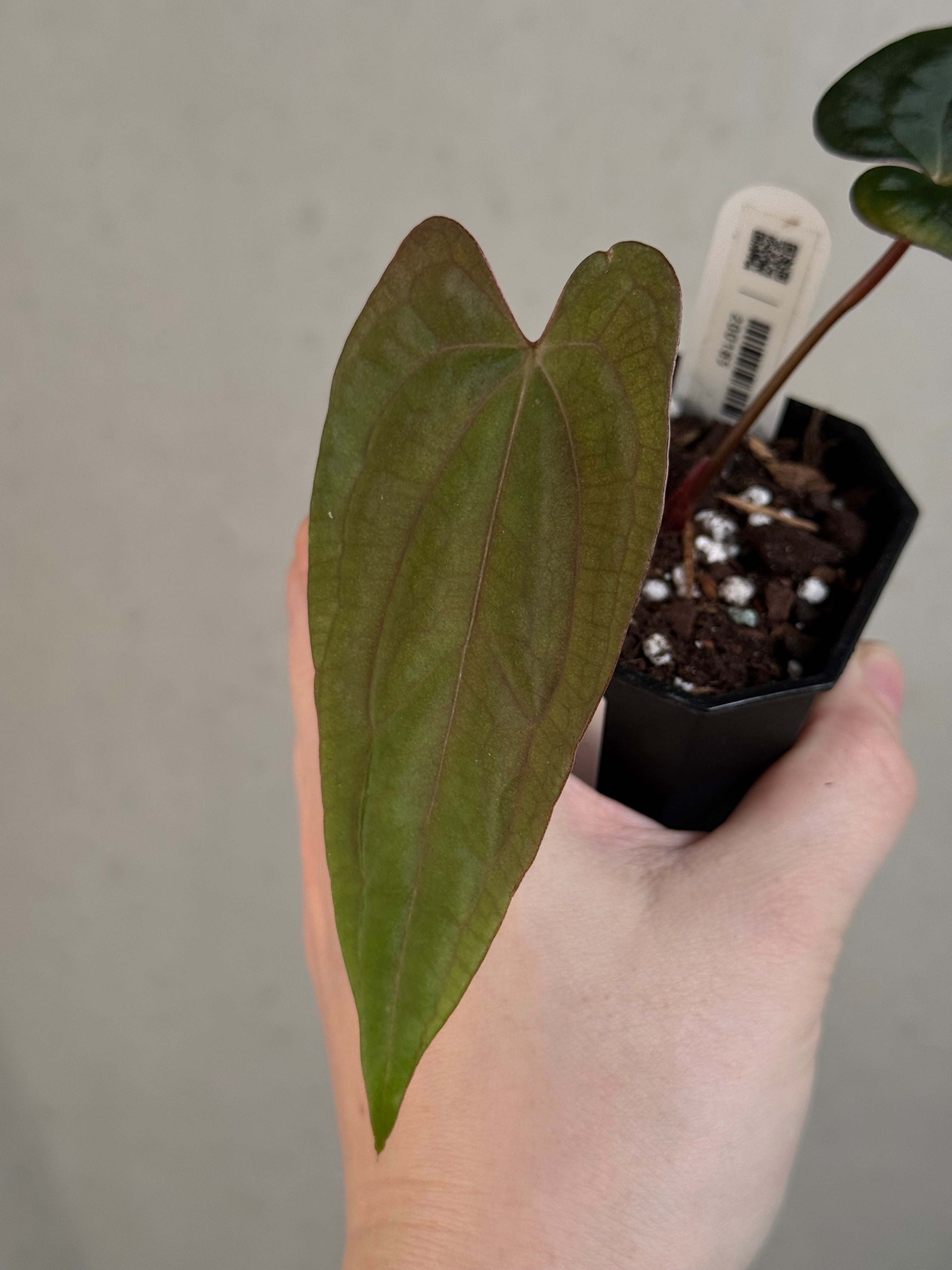 Anthurium Fort Sherman x Red Vein Dark Phoenix - Clone