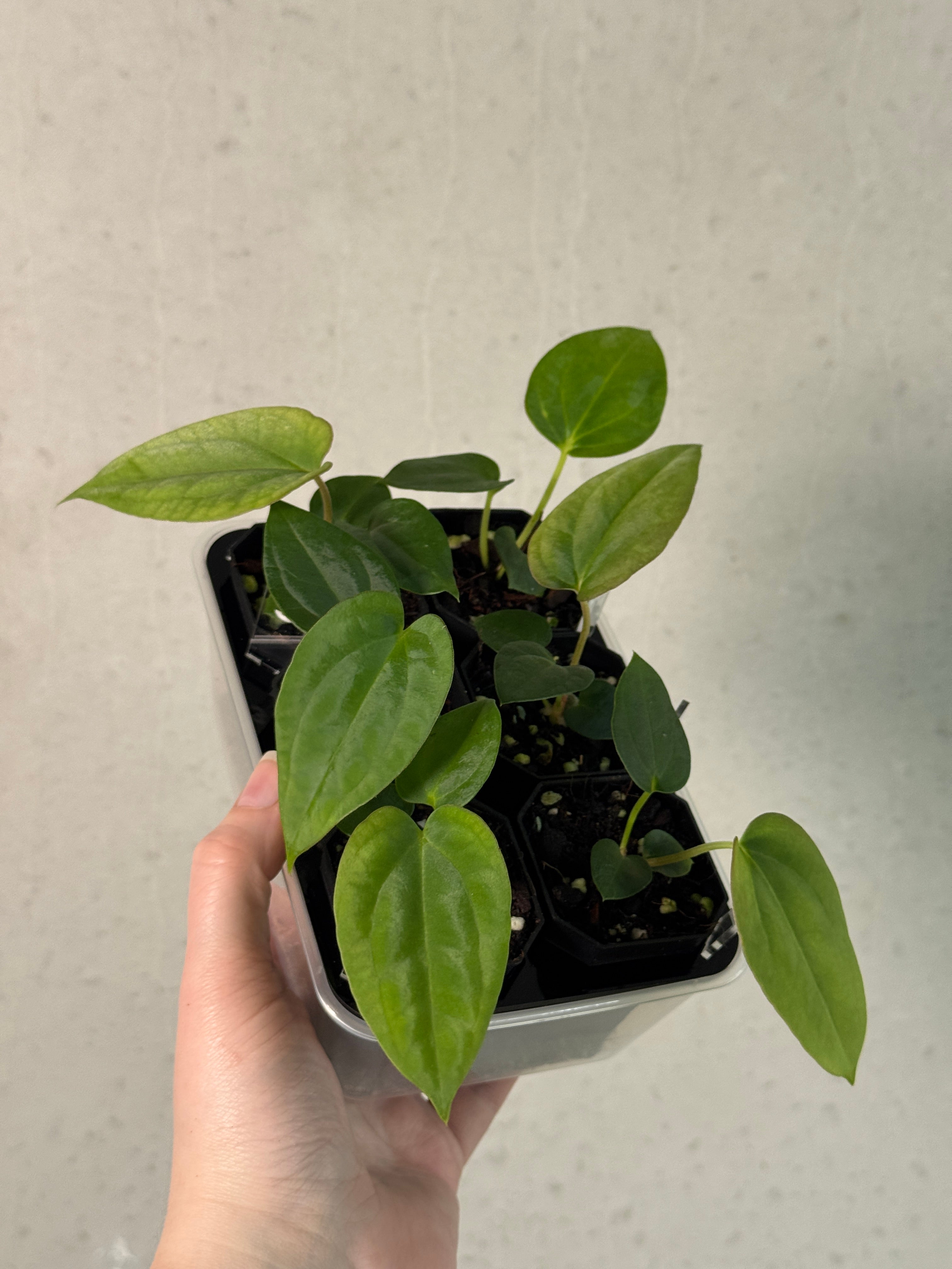 Anthurium Papillilaminum Ree Gardens x BVEP (‘Round’ x RA1)