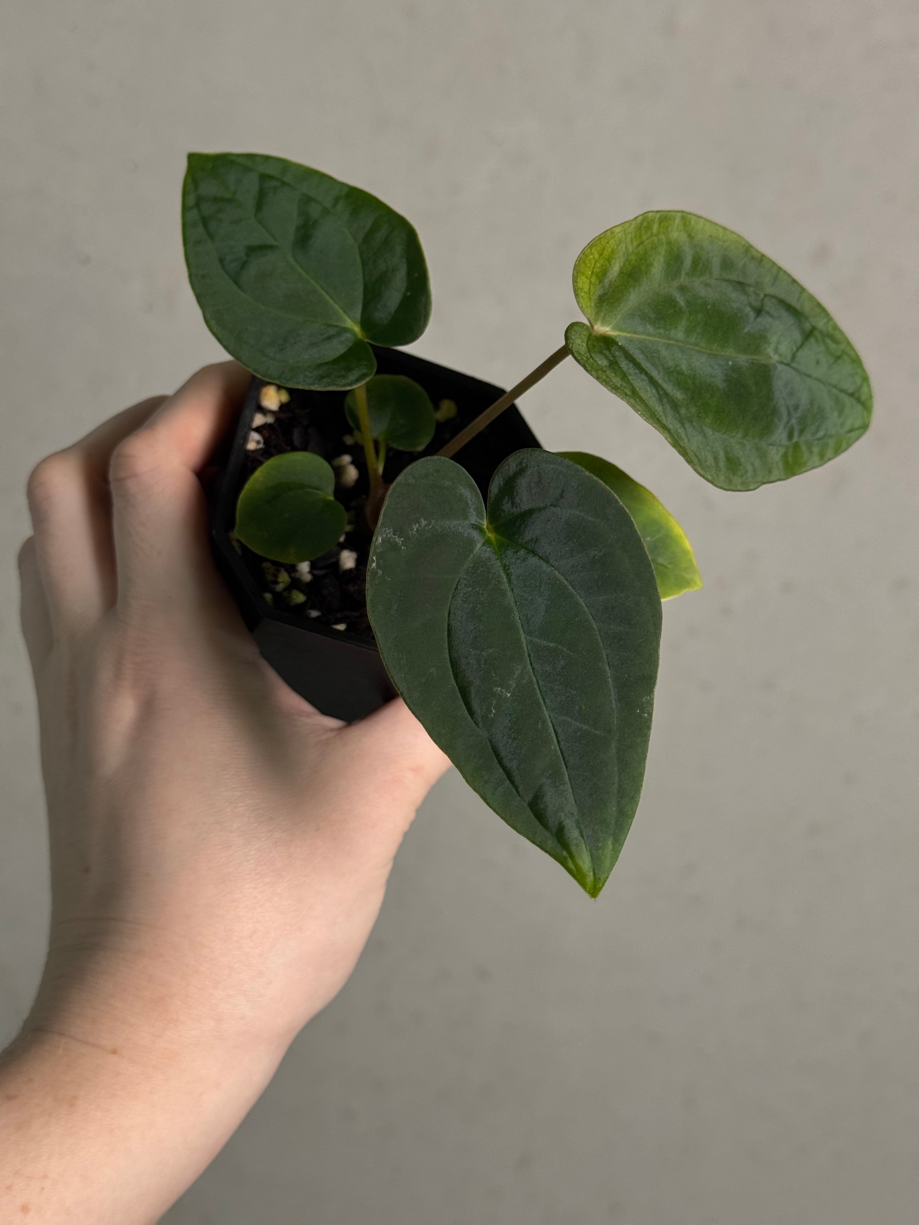 Anthurium Papillilaminum 'Guna Yala' x BVEP (‘Round’ x RA1)