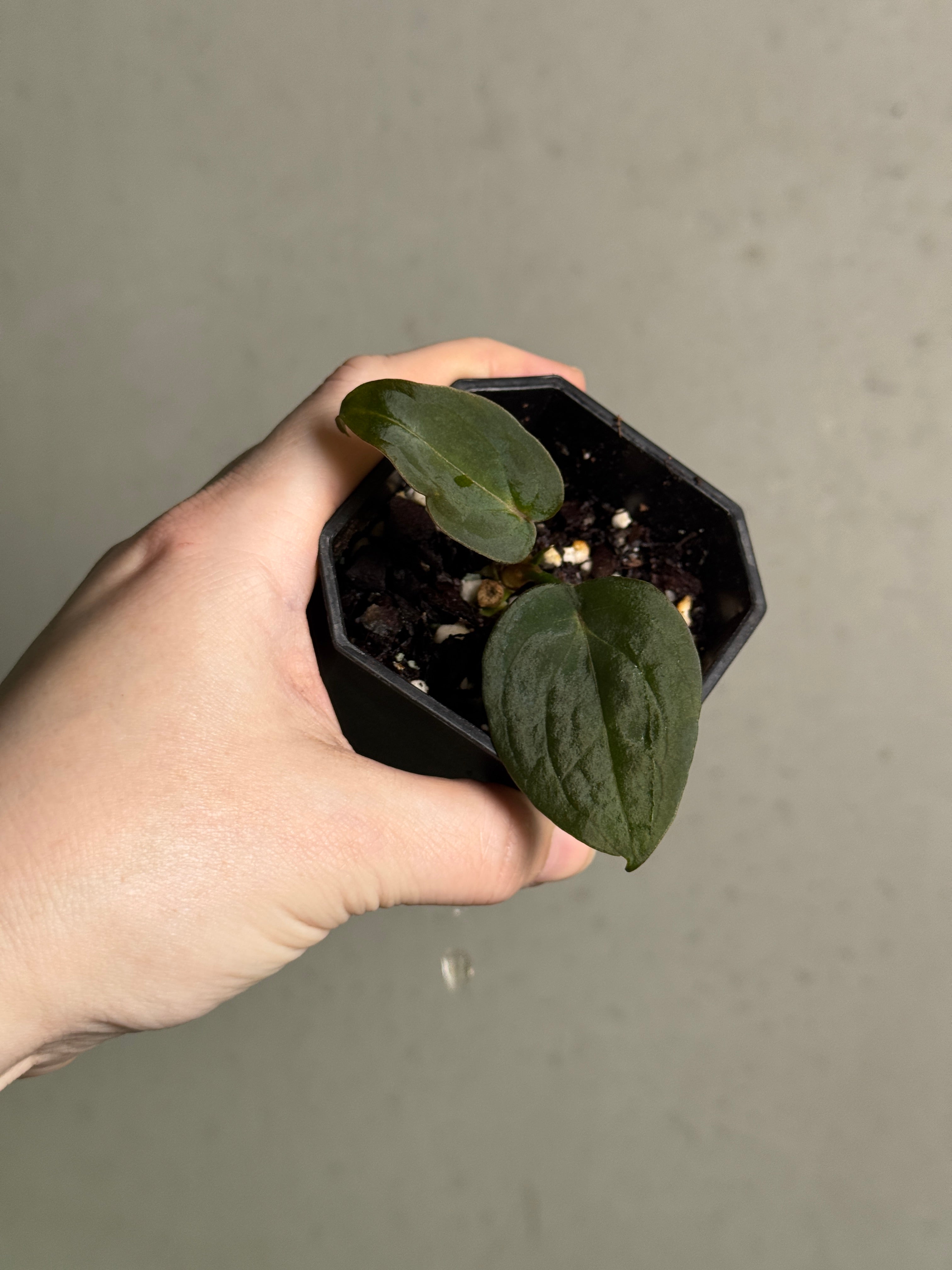 Anthurium 'Red Spider' (OG) - Clone