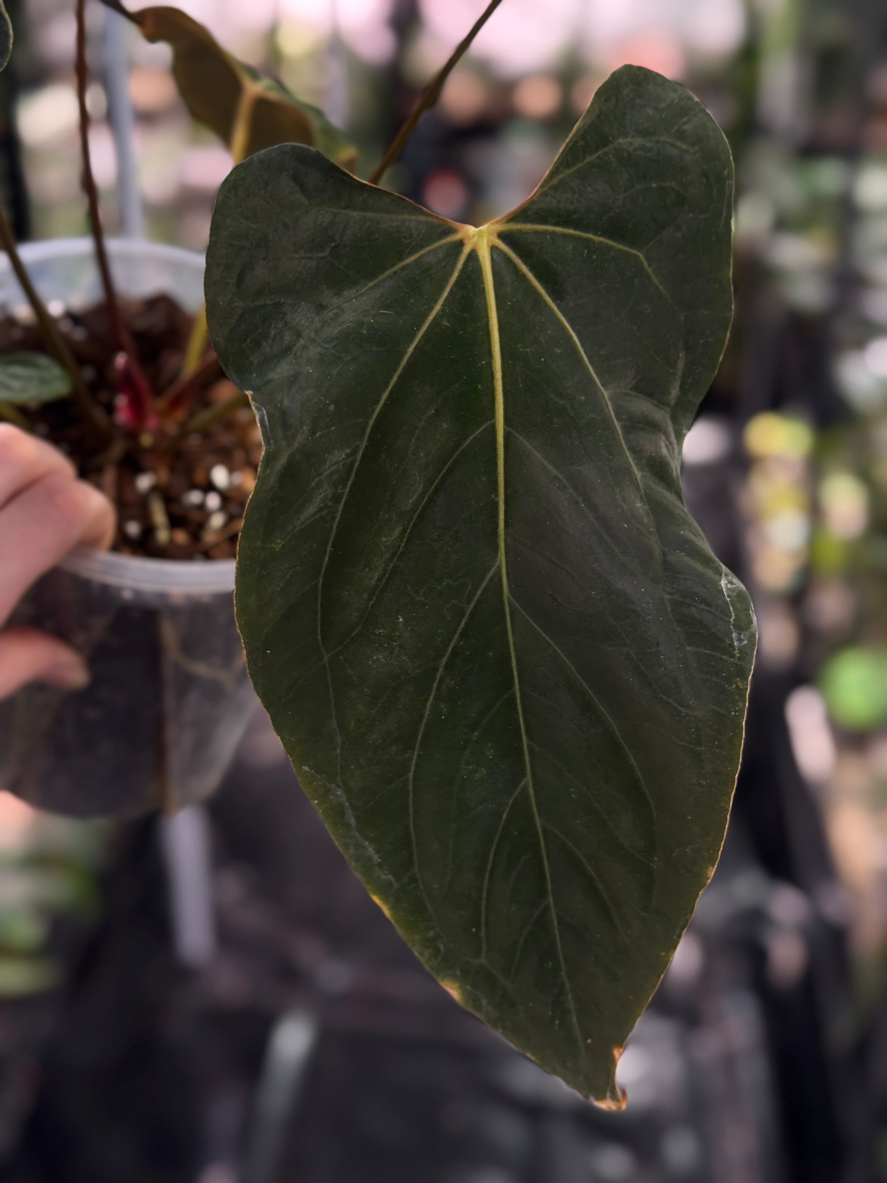 NFS: Anthurium Ralph Lynam x self