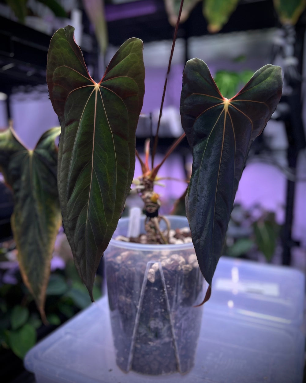 NFS: Anthurium RLxFS (JV)