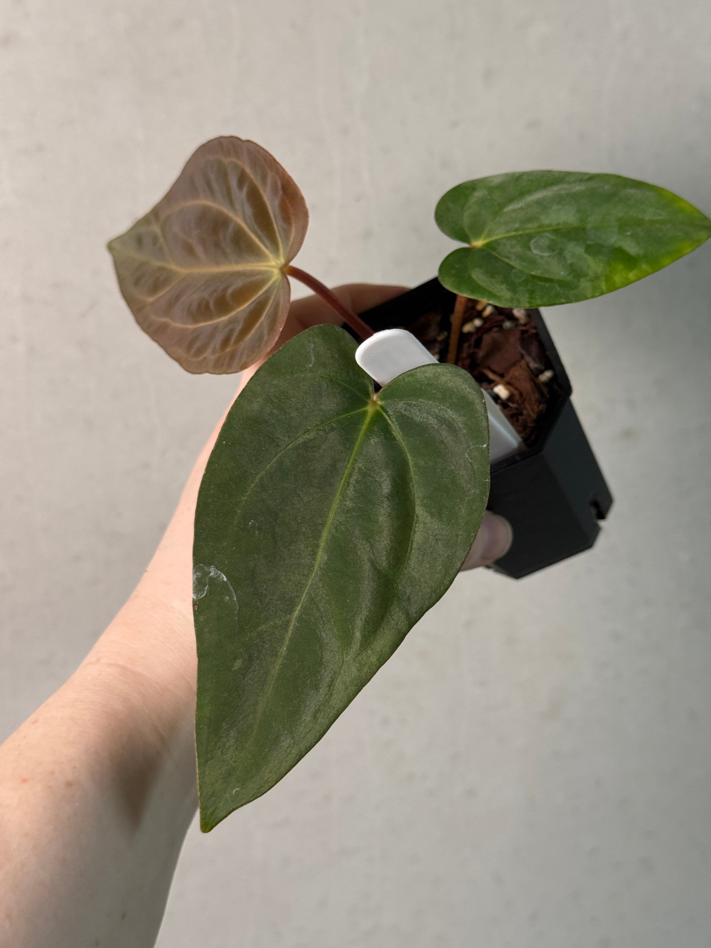 Anthurium (Ralph Lynam x Dressleri RG) x (Carlablackiae A1 x self) - SMUKHI