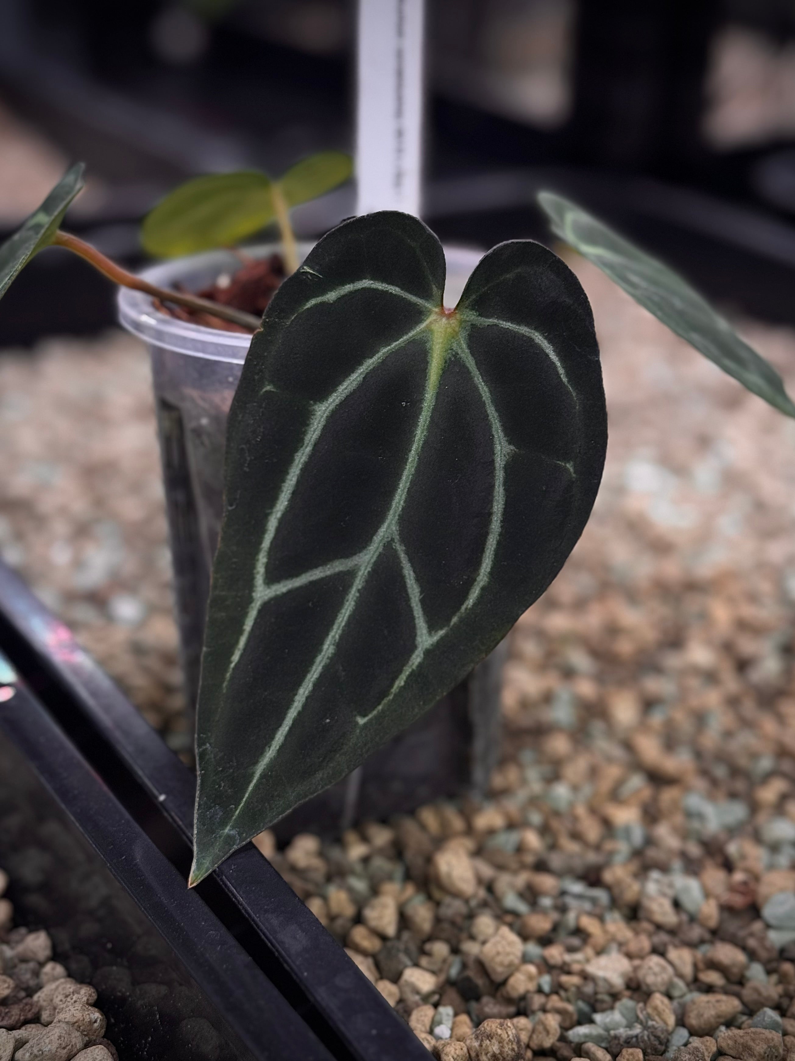 NFS: Anthurium Carlablackiae RA10 x BUZ1 (1)