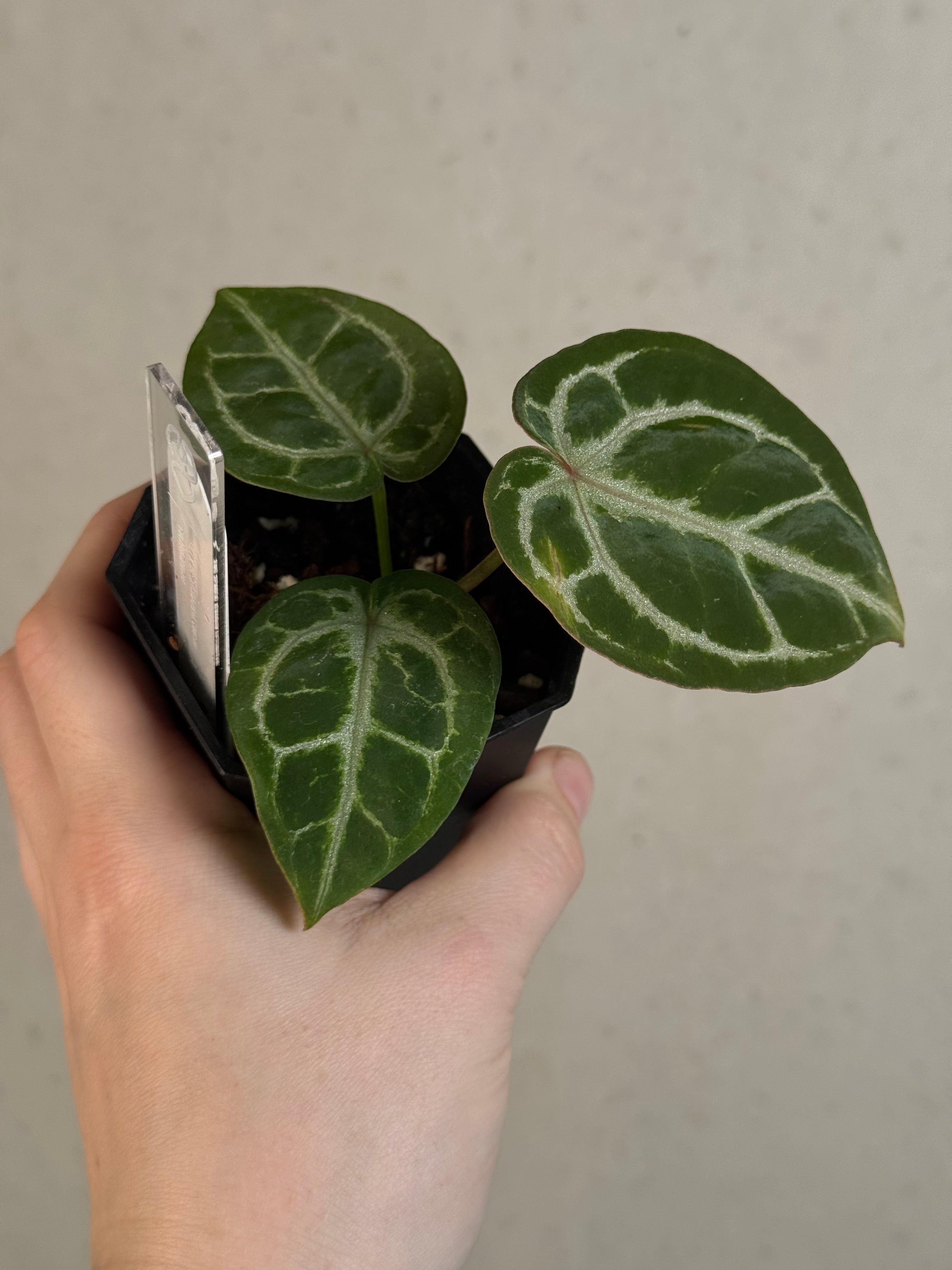 Anthurium HU x Red Crystallinum