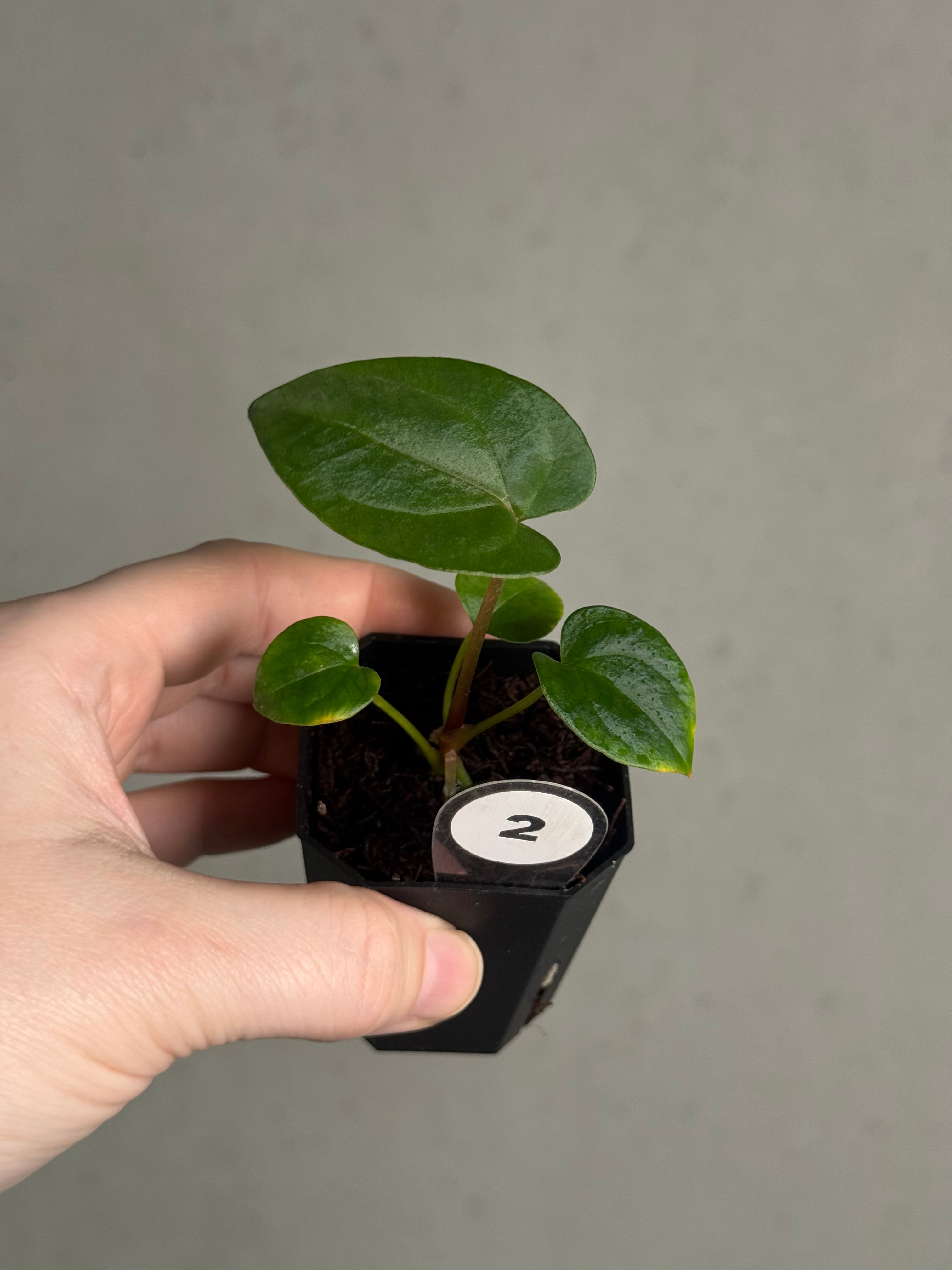 Anthurium Dressleri NSE 'Obsidian' x (Black x F2) - SMUKHI