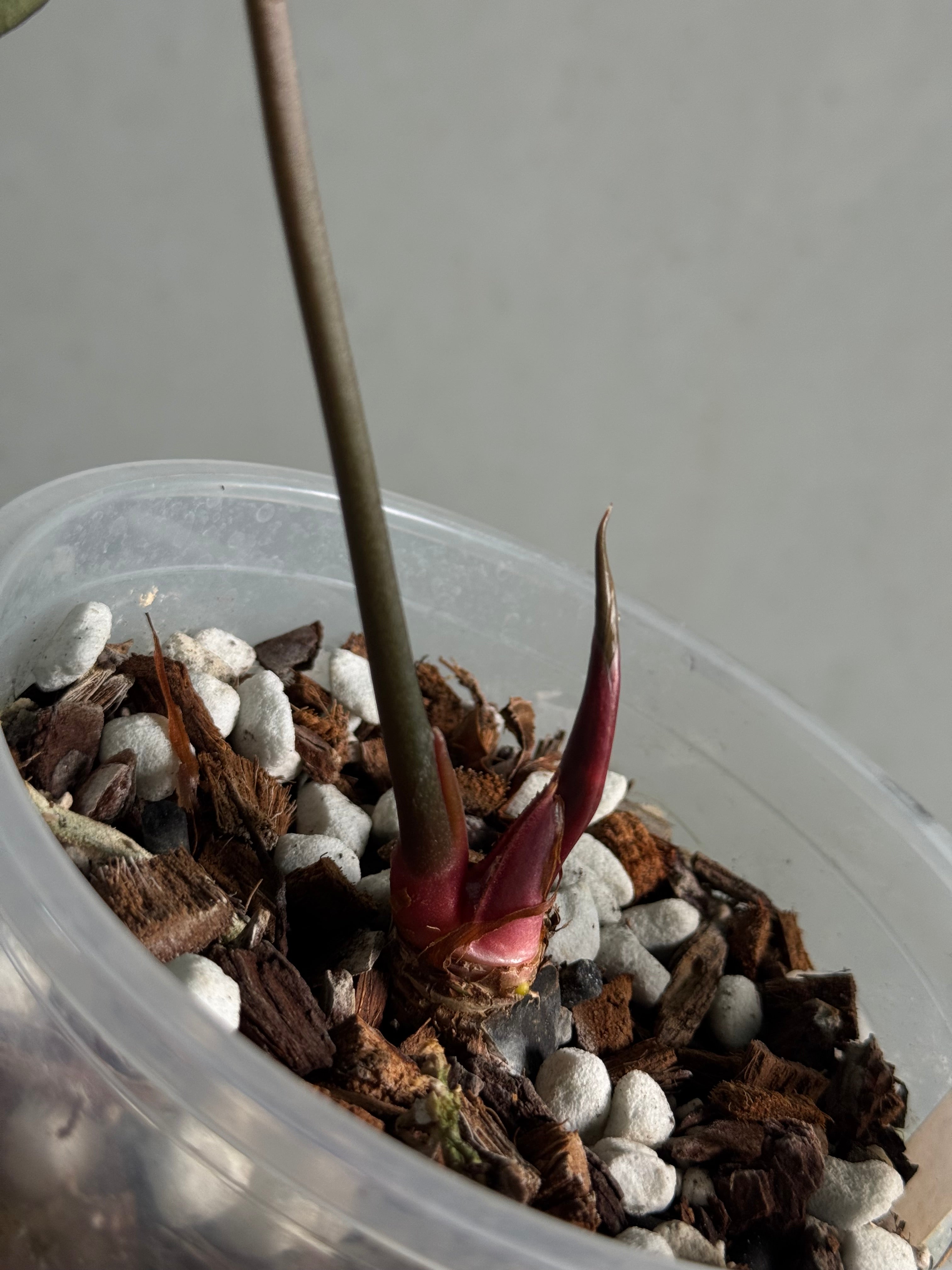 Anthurium noID / Papillilaminum x - Sad Plant