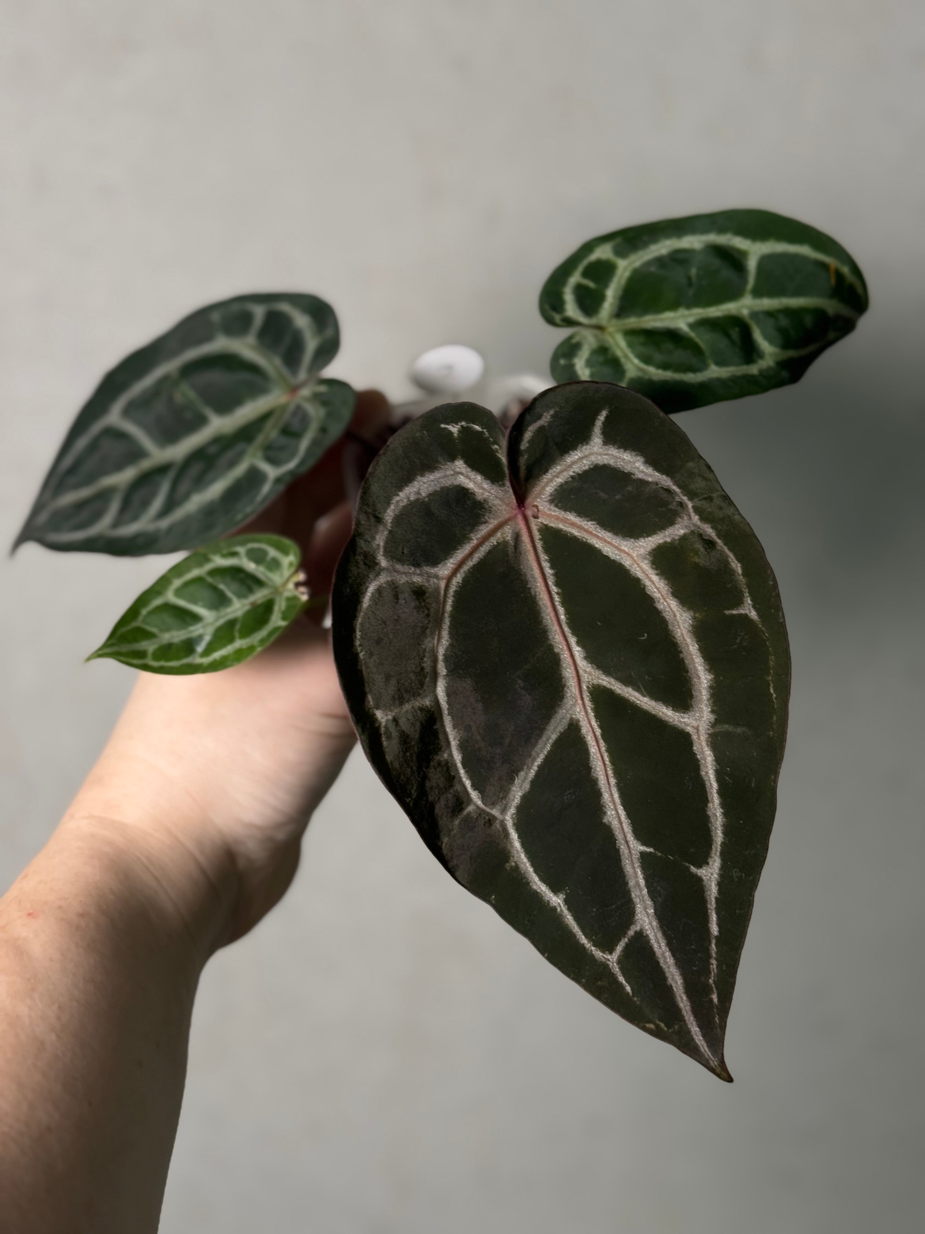 Anthurium DocBlock Michelle