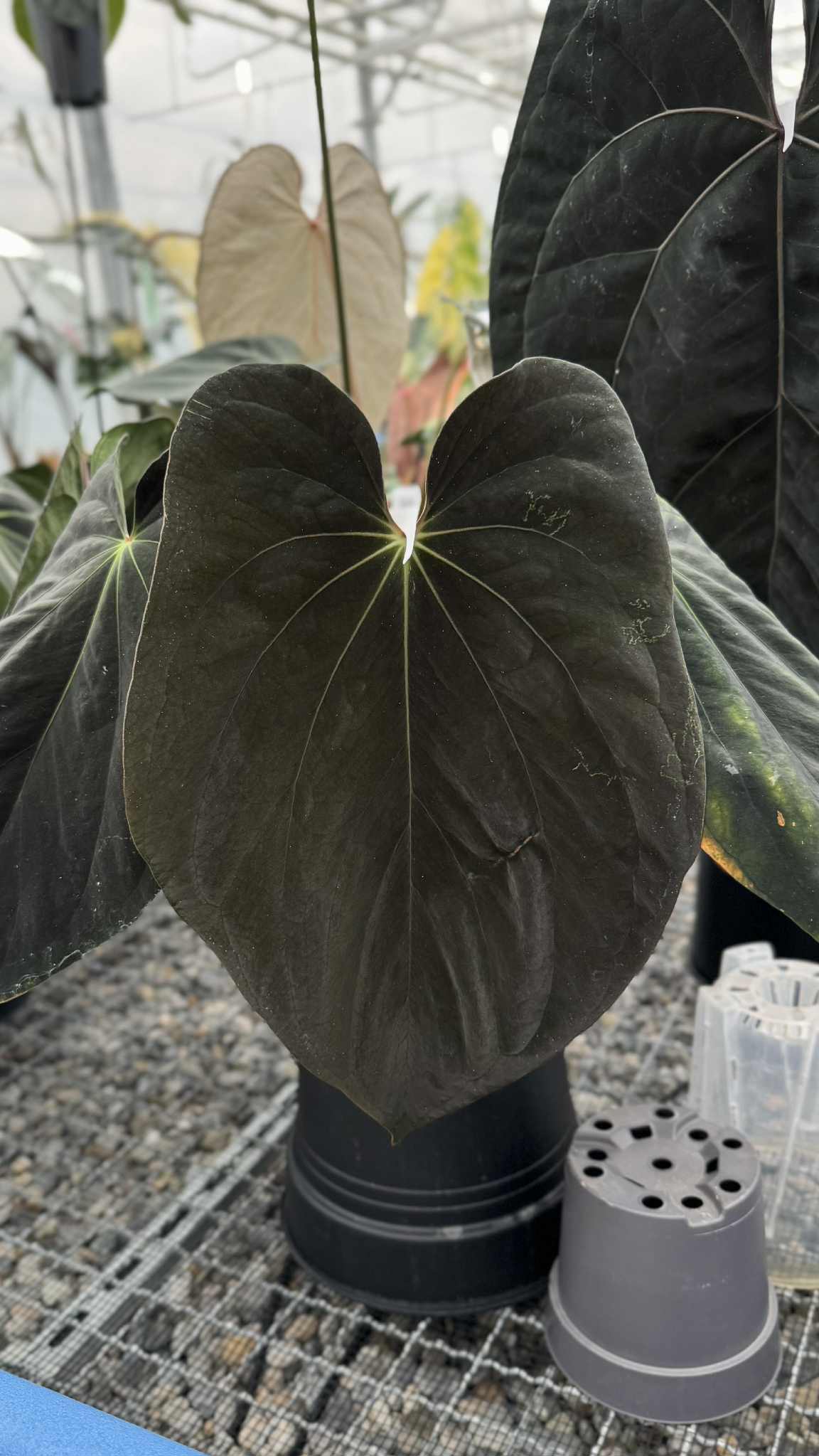 Variegated Stingray Anthurium Mr. Worldwide x BVEP plant with vibrant, patterned leaves, showcasing a lush, decorative indoor plant.