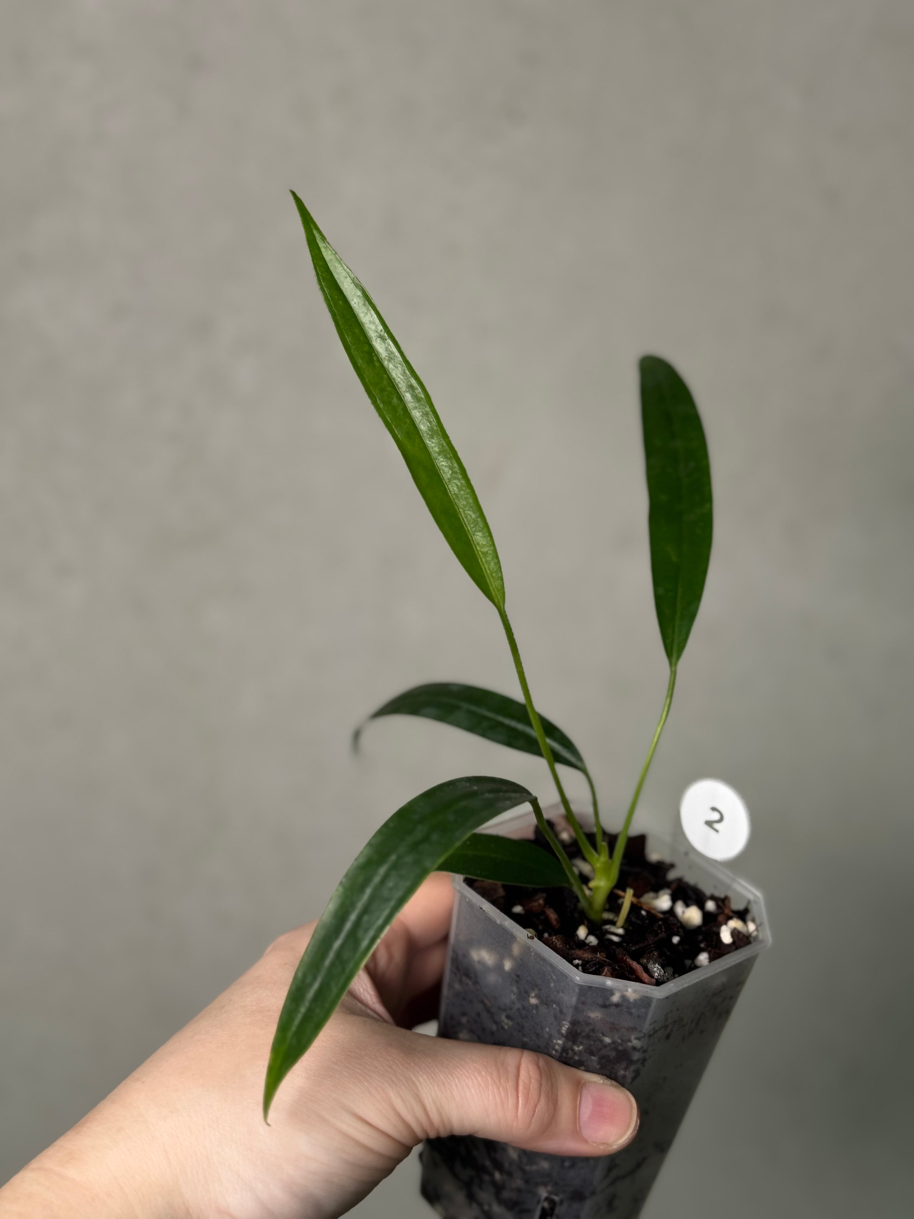 Anthurium Eminens S1