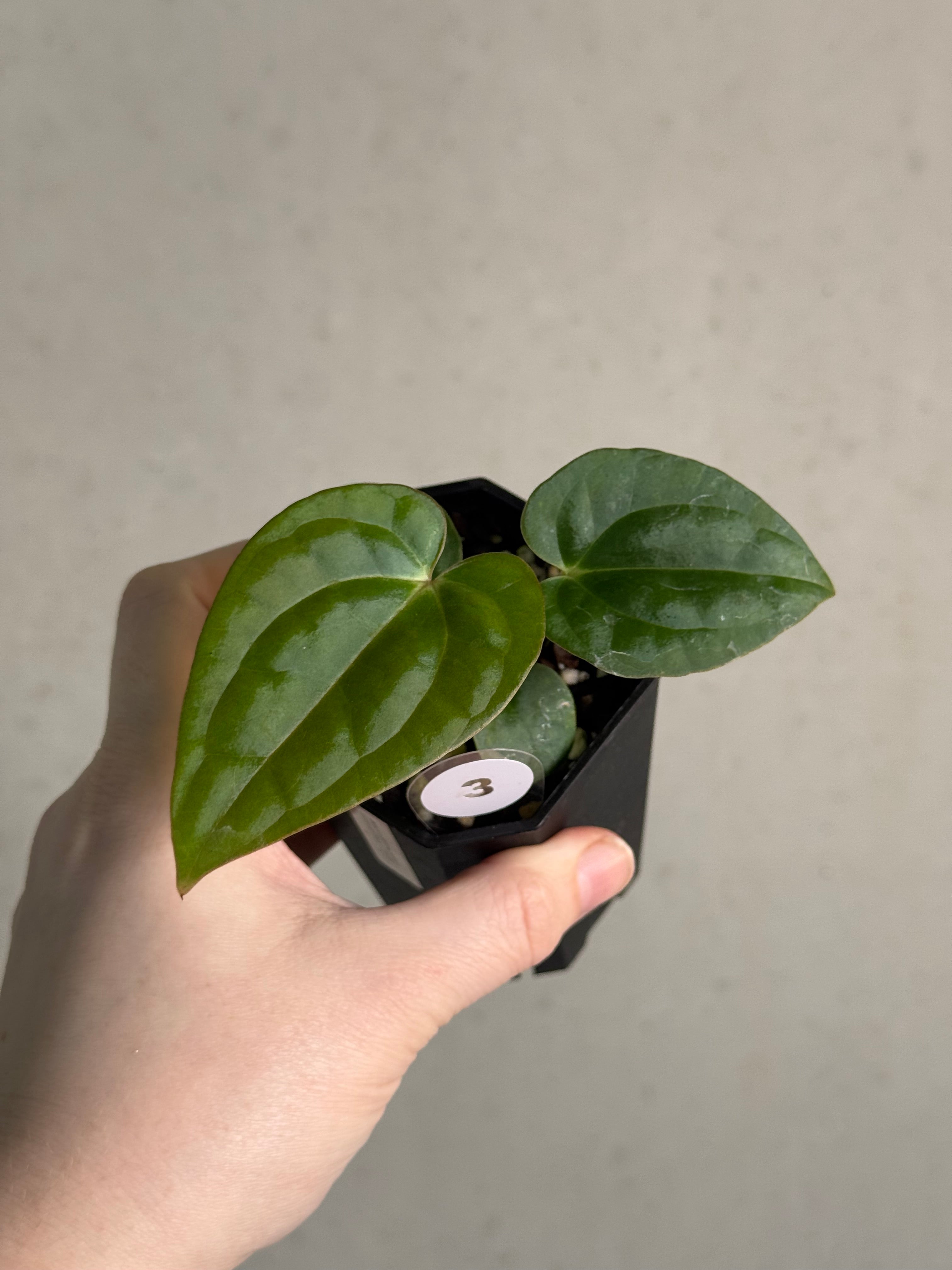 Anthurium (BVEP x Luxurians) x Carlablackiae ('Round' x GPH-001) - SMUKHI