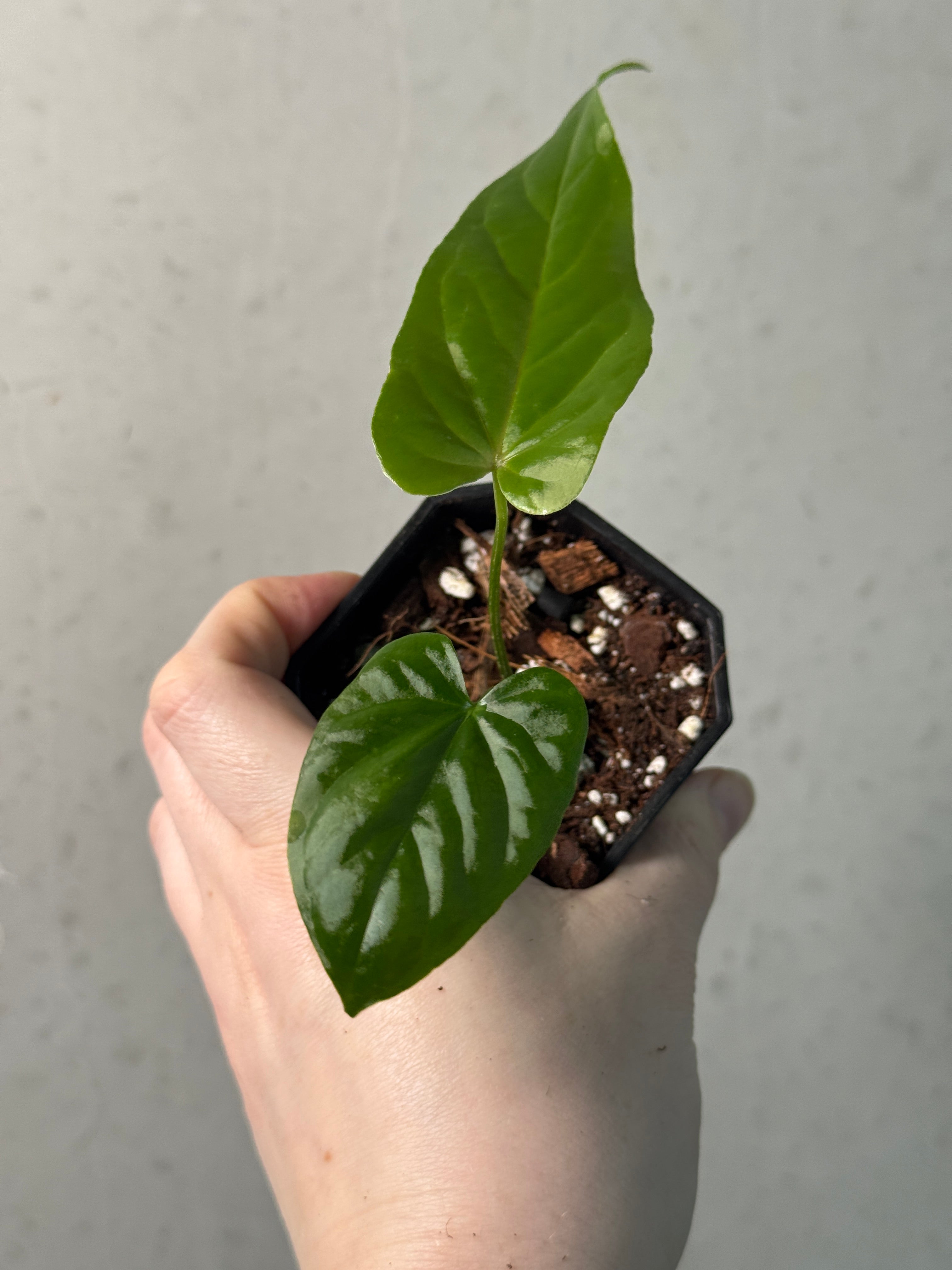 Anthurium Bullatus x - SMUKHI