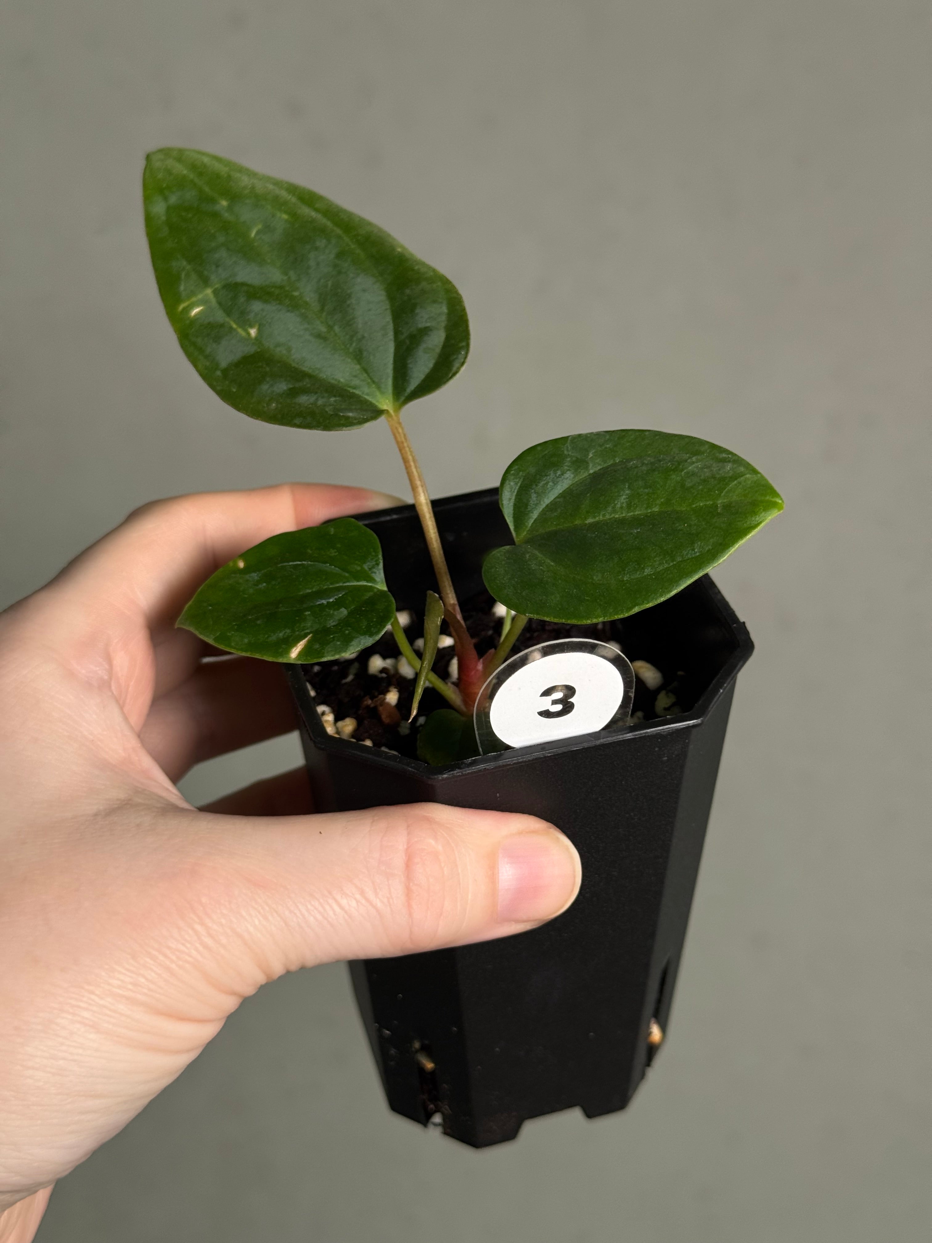 Anthurium BVEP ('Oliver' x self) x (‘Round' x 'Felix') - SMUKHI