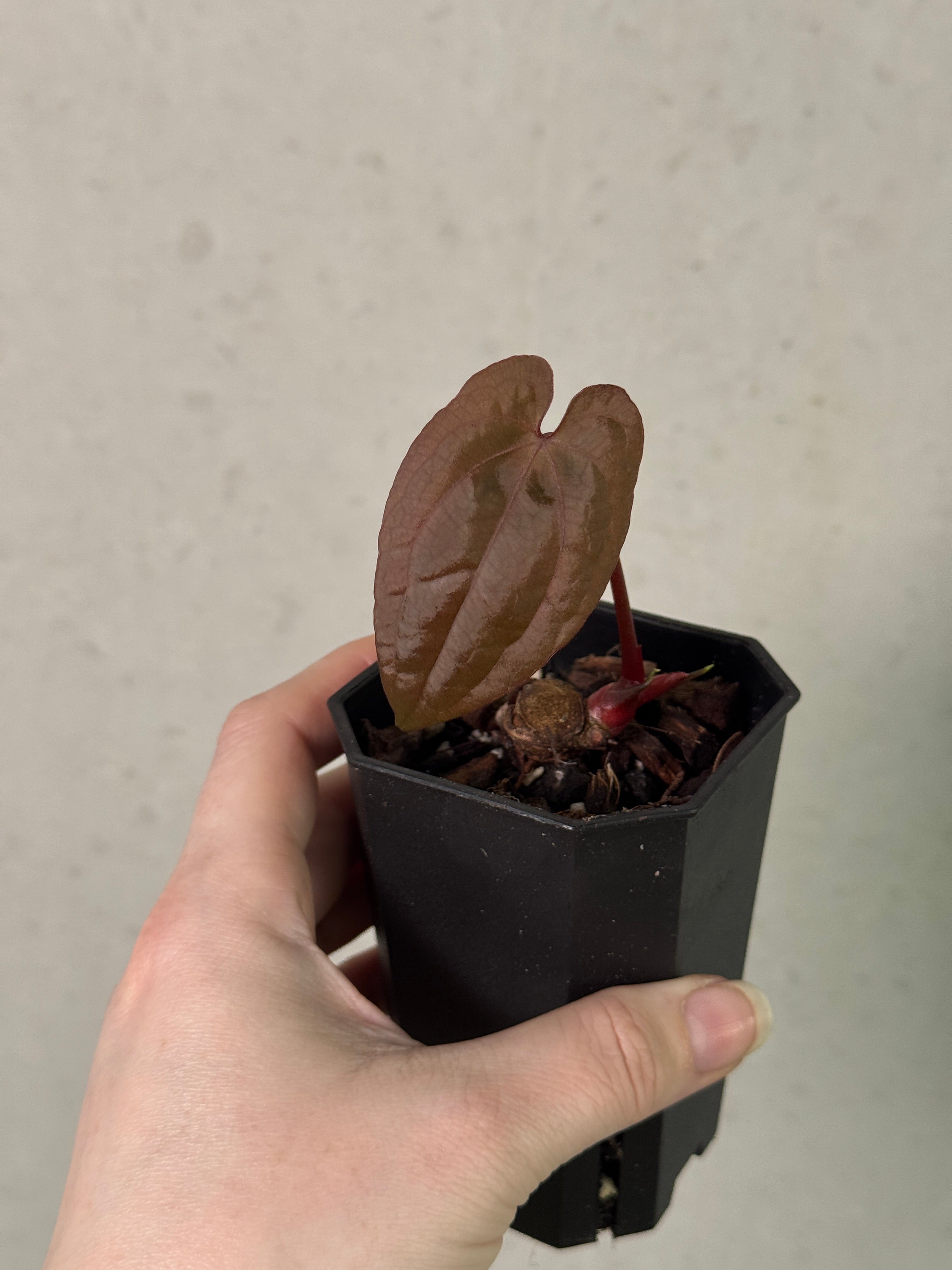 Anthurium BVIT x RVDP - Clone