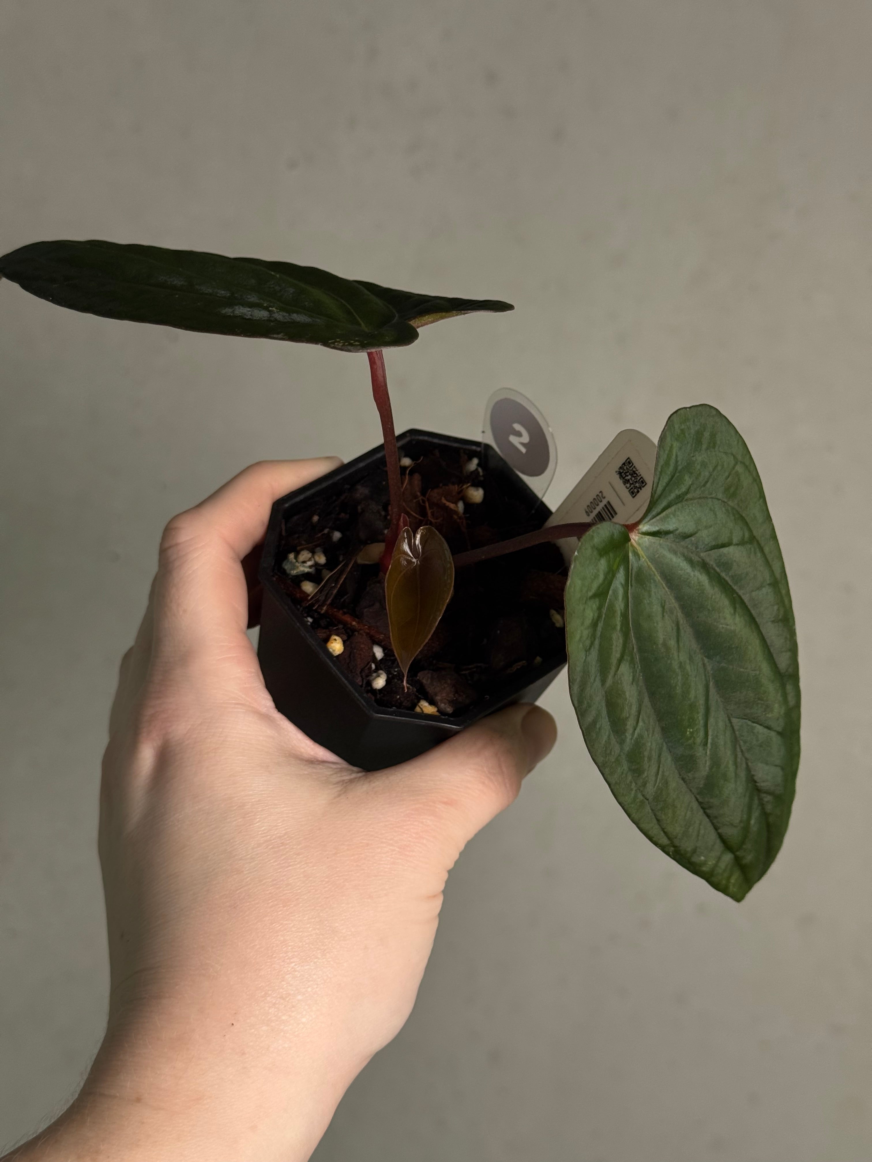 Anthurium ‘Sherpa’ (Dark Phoenix x RVDP) #2 - Clone - SMUKHI