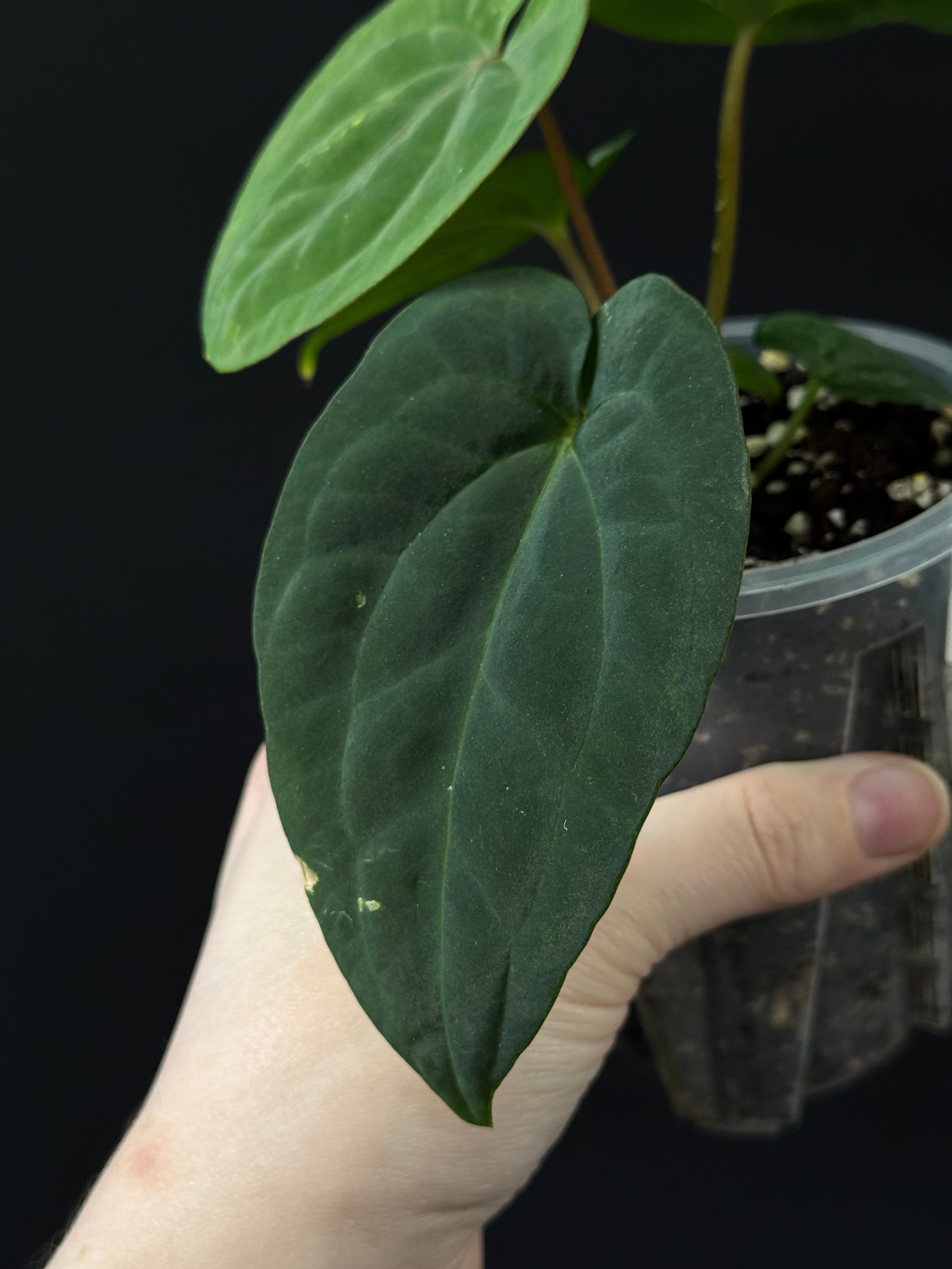 Anthurium (Dressleri RG F2 x Carlablackiae 'Amanda') x (Dressleri 'Oliver' x BVEP 'Felix')