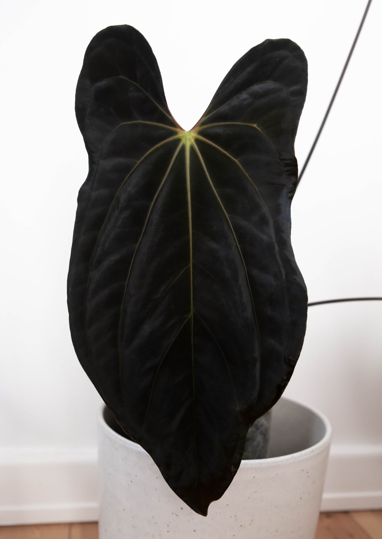 Anthurium (Dark Phoenix x Blue Papillilaminum) x Fort Sherman S1