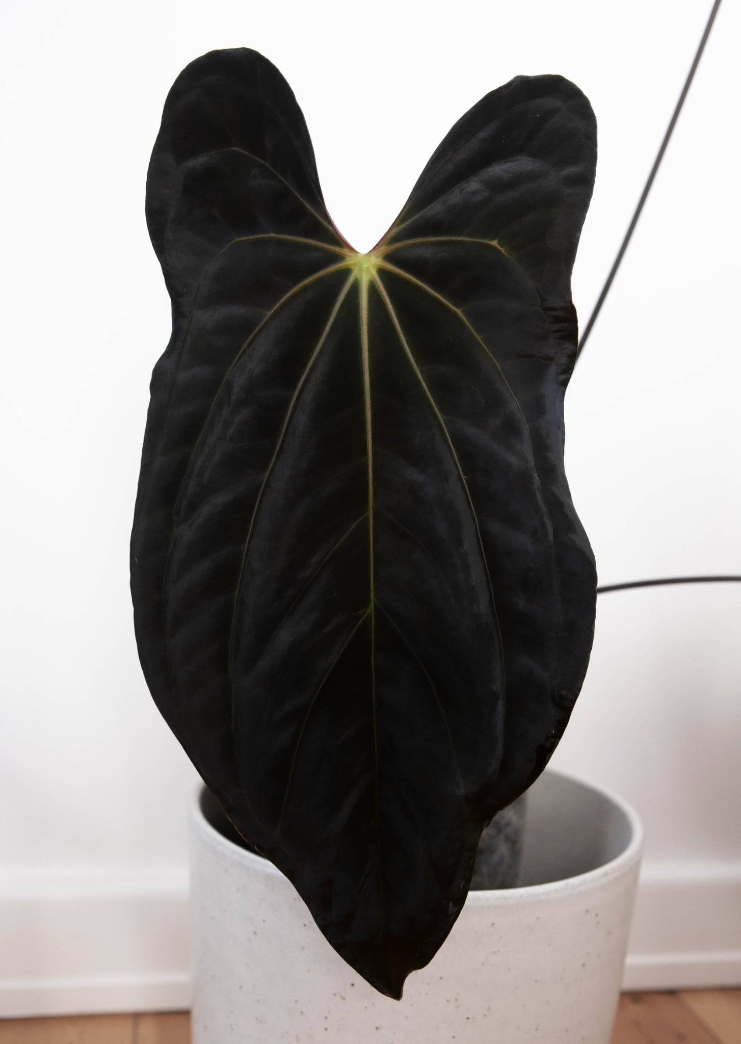 Anthurium (Dark Phoenix x Blue Papillilaminum) x Fort Sherman S1 - SMUKHI