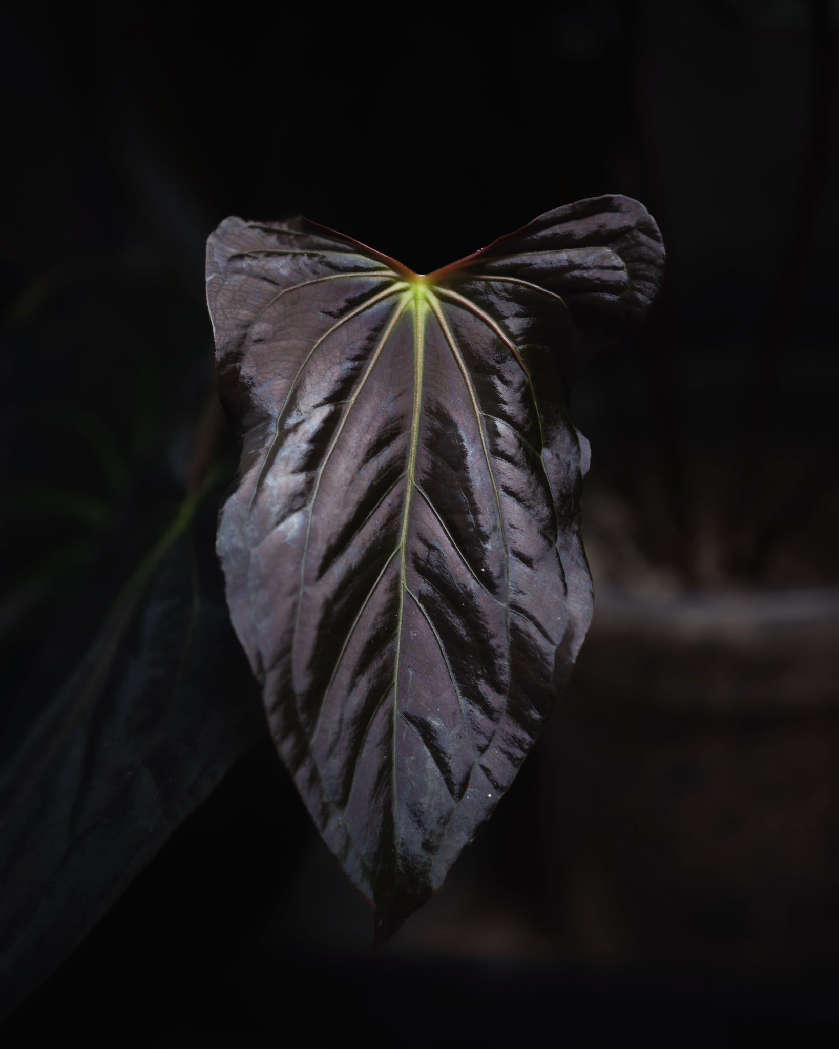 Anthurium (Dark Phoenix x Blue Papillilaminum) x Fort Sherman S1