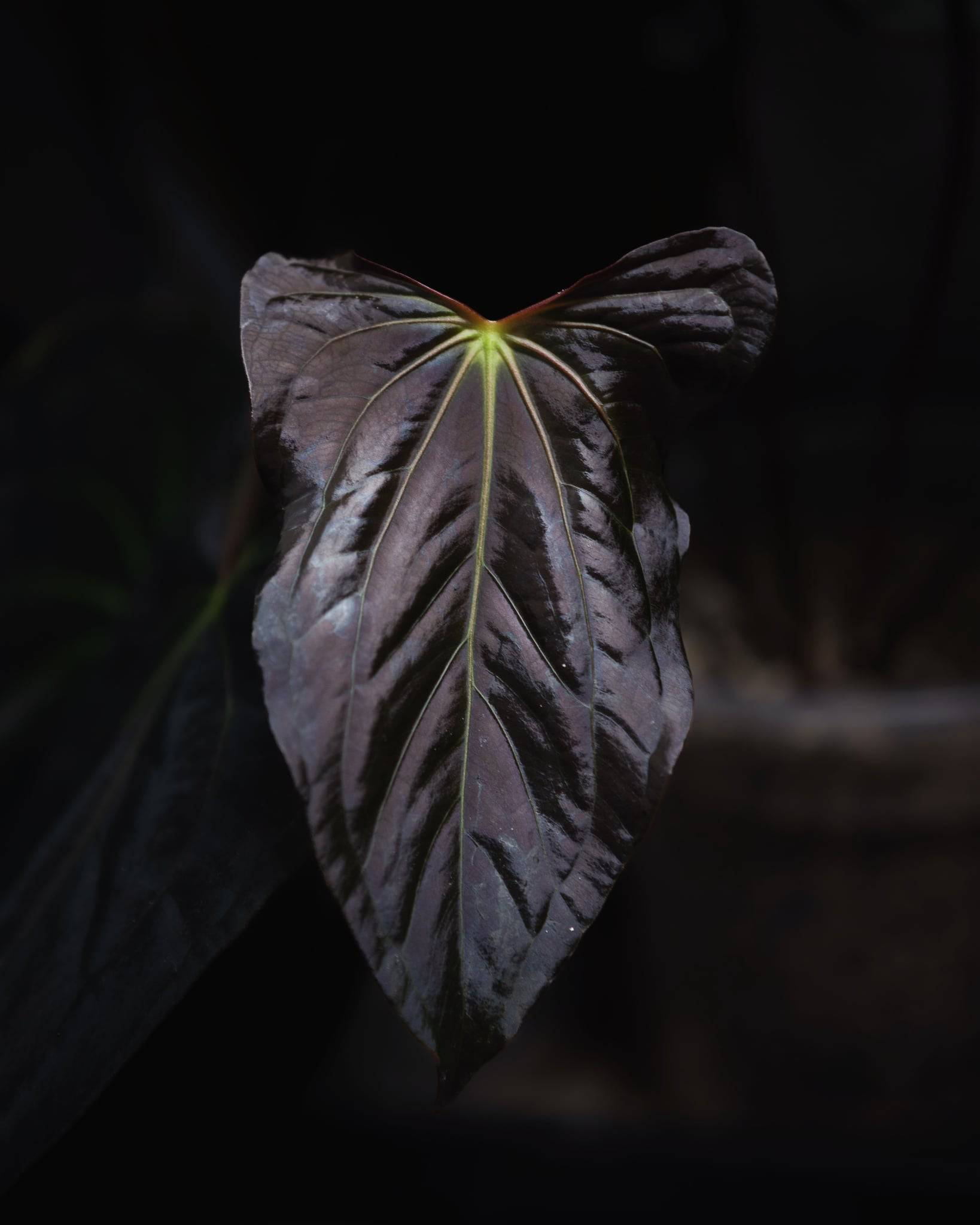 Anthurium (Dark Phoenix x Blue Papillilaminum) x Fort Sherman S1 - SMUKHI