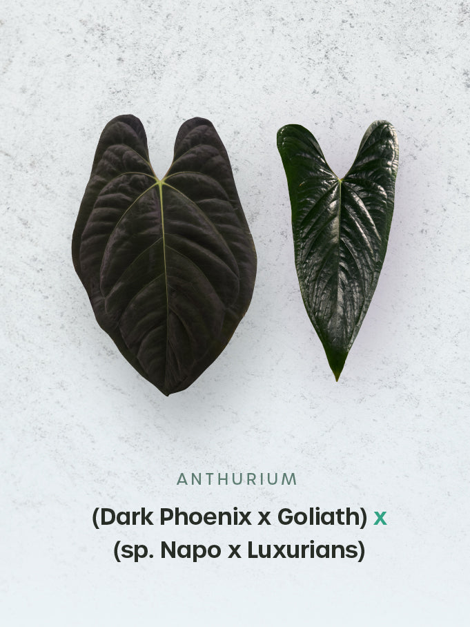 Anthurium (Dark Phoenix x Goliath) x (sp. Napo x Luxurians)