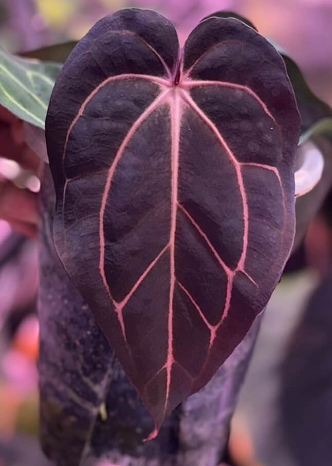 Anthurium Carlablackiae (David Fell x self) x ('Round' x GPH-001)