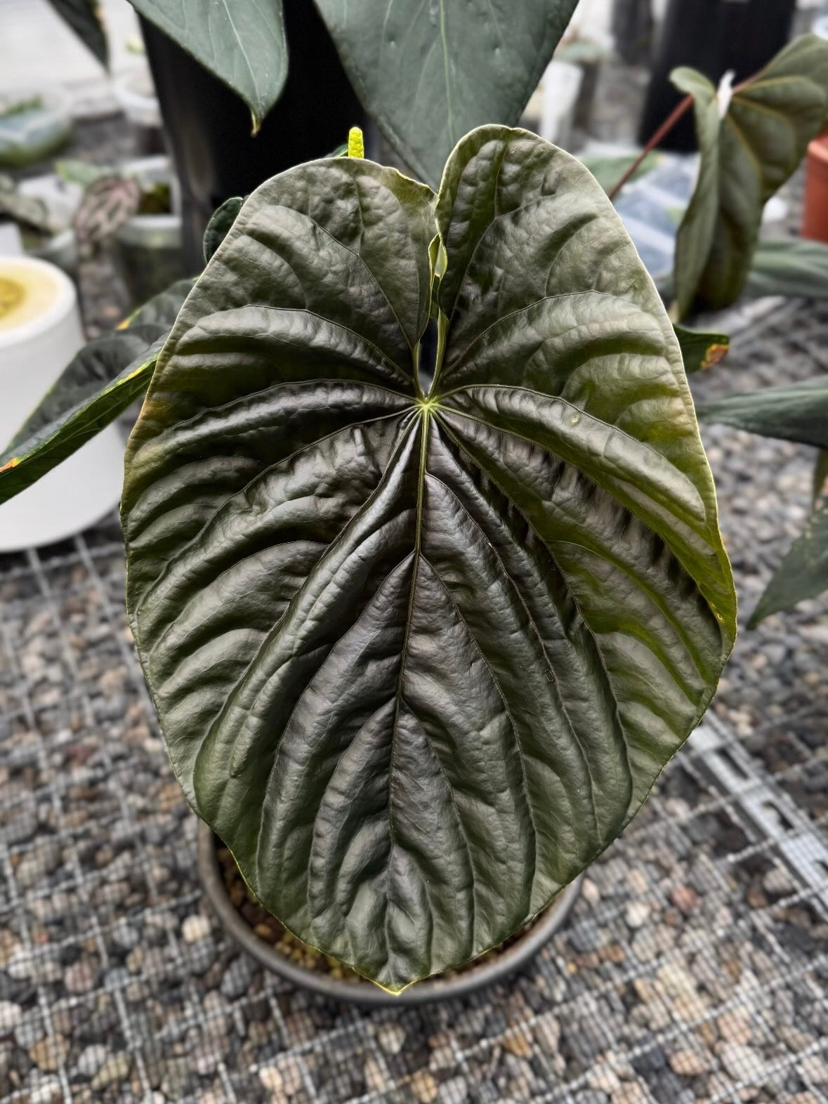 Variegated Stingray Anthurium RLxFS x Debile plant with lush green and variegated leaves, shown in a close-up view.